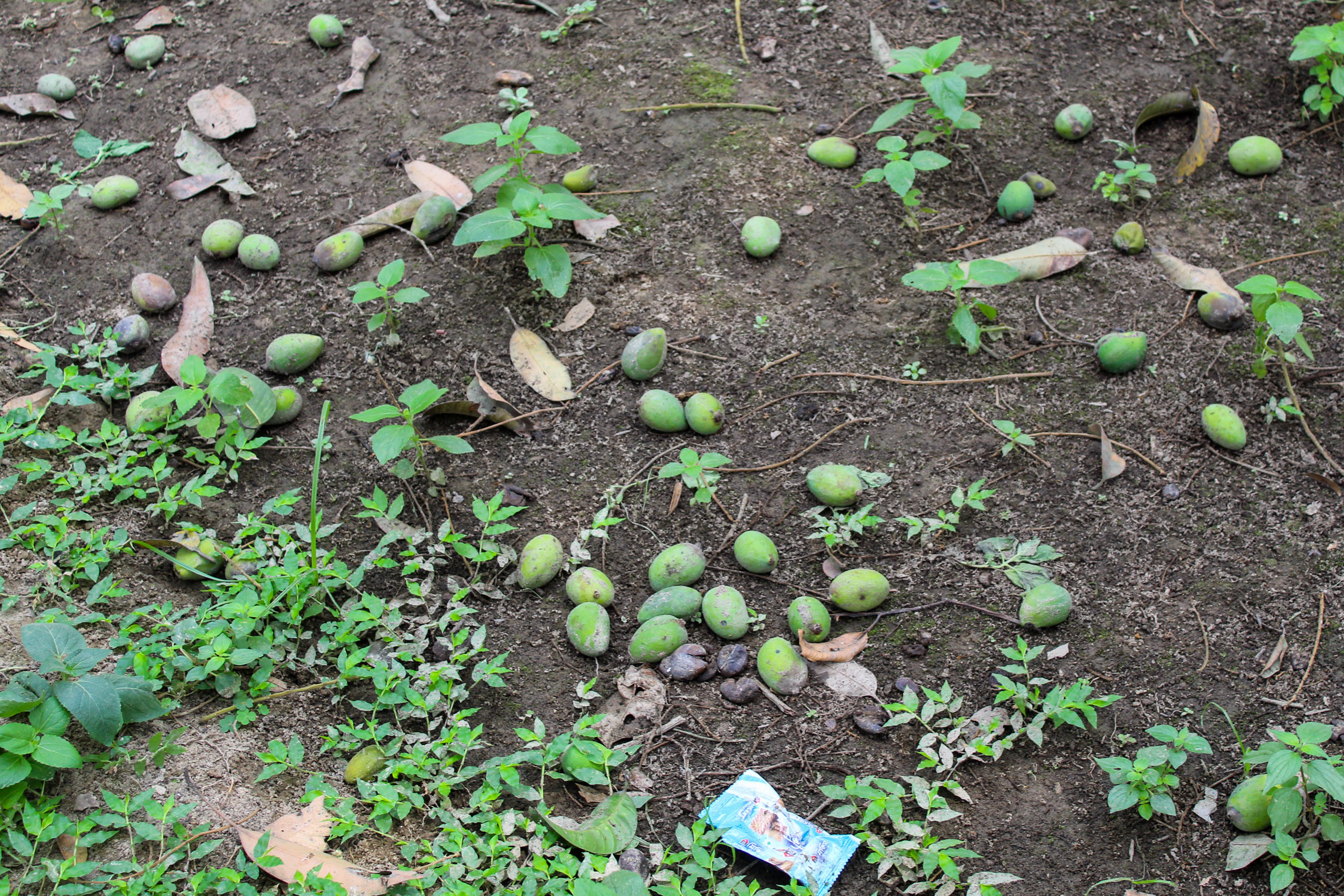 green mangoes on the ground