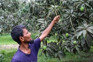 man reaching to pick mango from tree