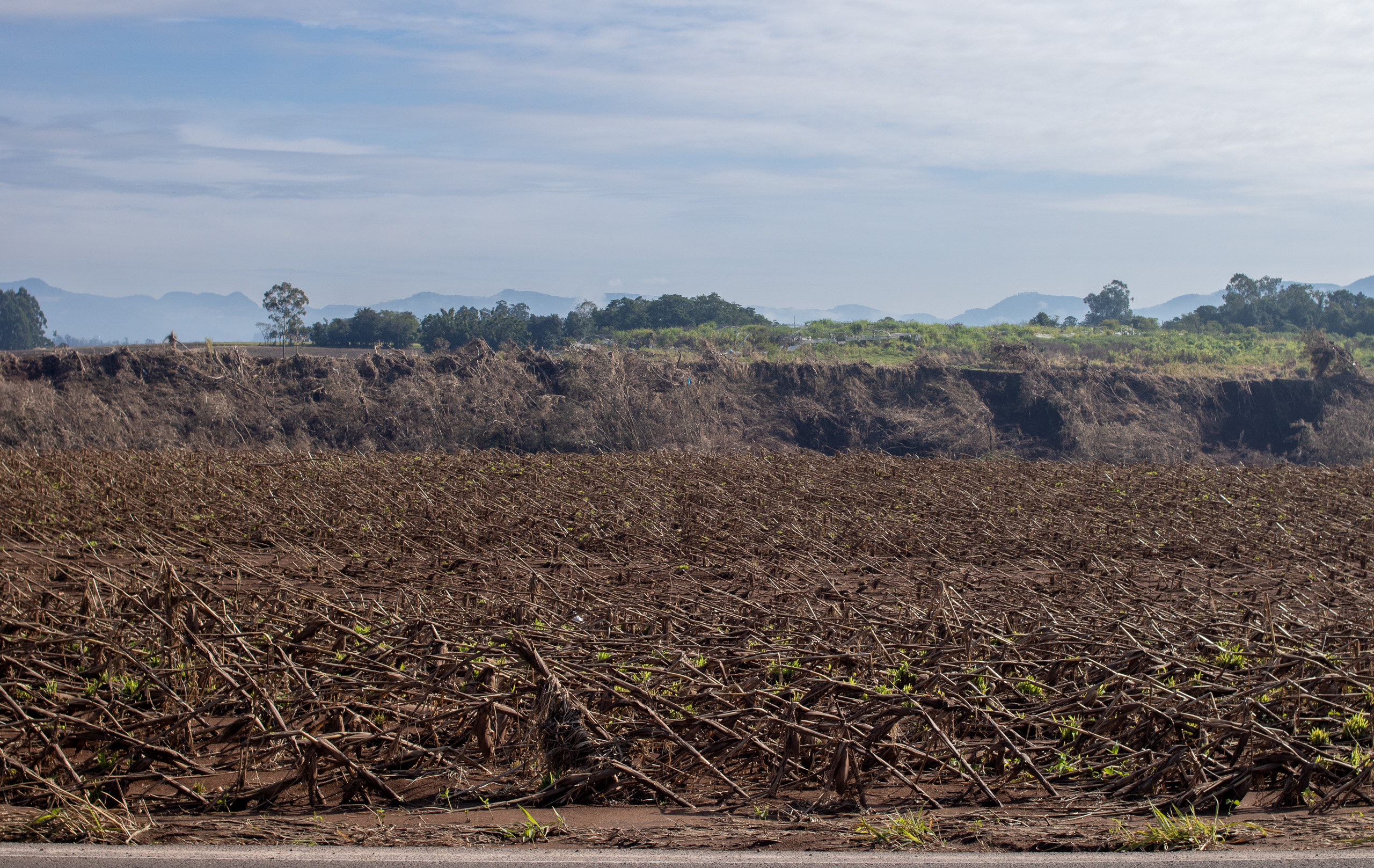 Un campo con cosechas destruidas 