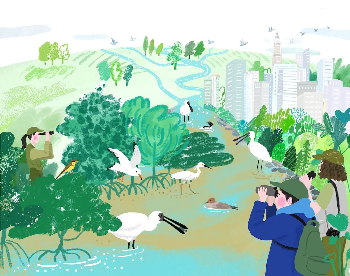 Unlocking the Sustainable Oasis: Shenzhen’s Journey to Revive its Mangroves