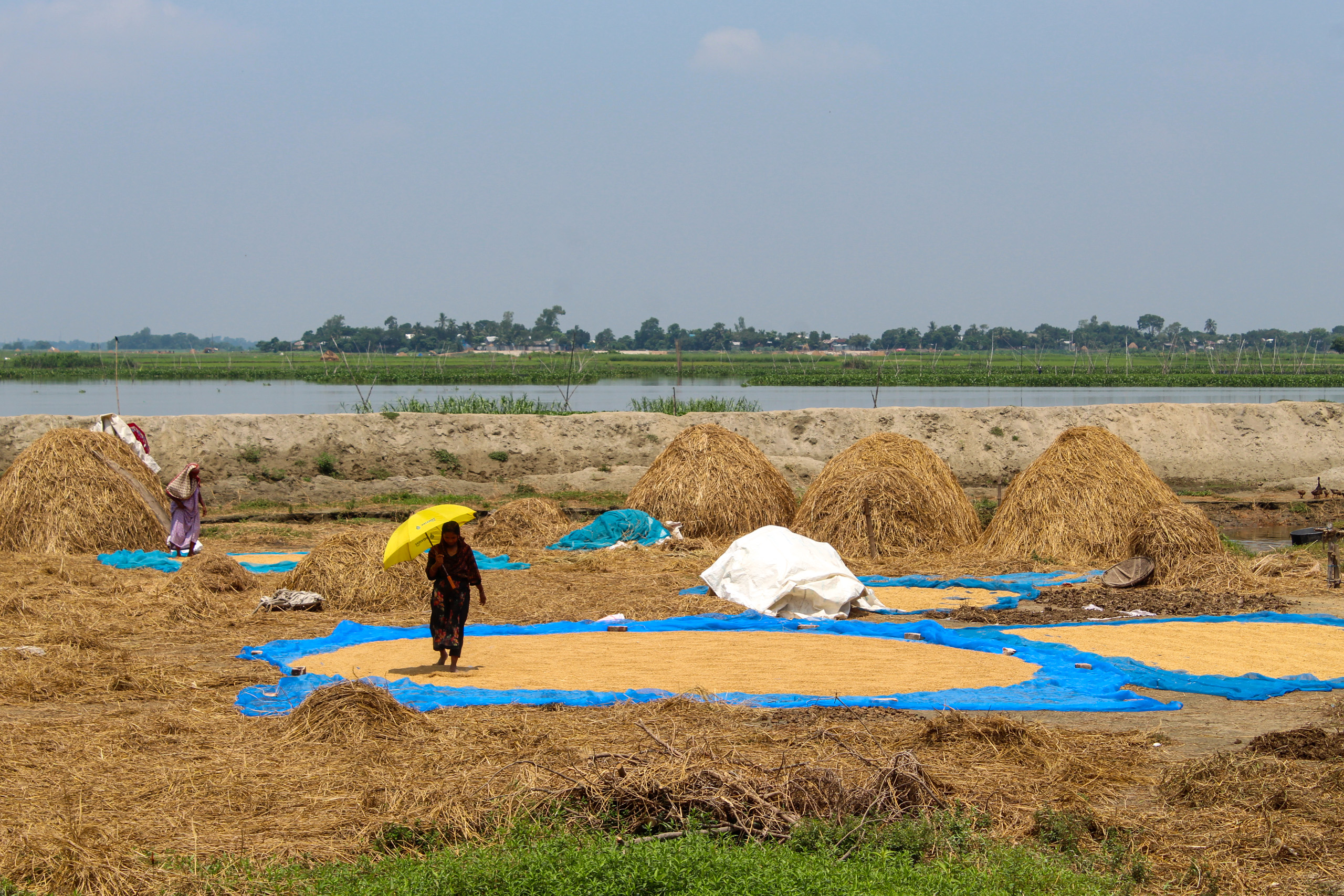 woman holding umbrella and walking over tarpaulin of rice