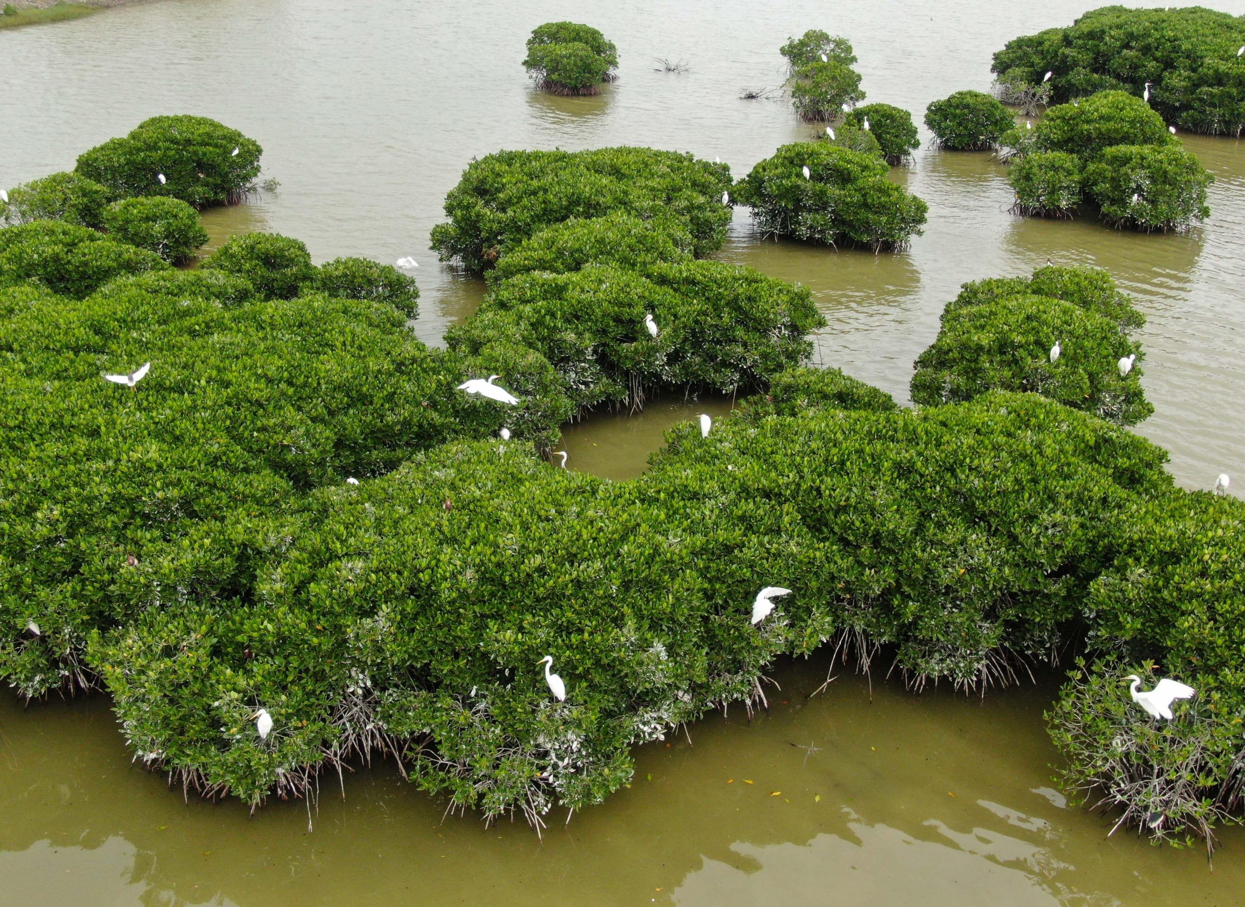 <p>China’s first blue carbon trading project, involving mangrove afforestation in the southern city of Zhanjiang, Guangdong province (Image: Deng Hua / Xinhua / Alamy)</p>