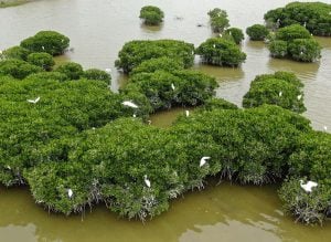 White birds resting on mangrove forest