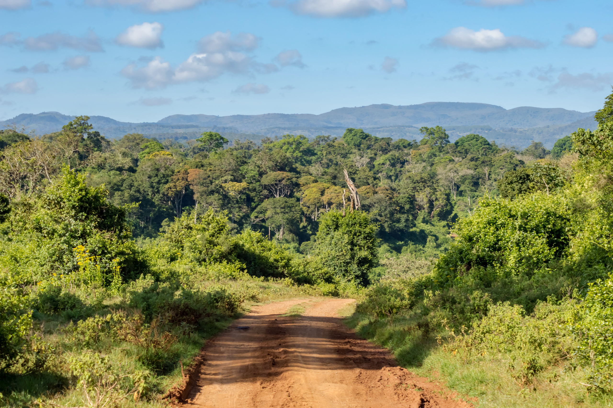 dirt road in forest