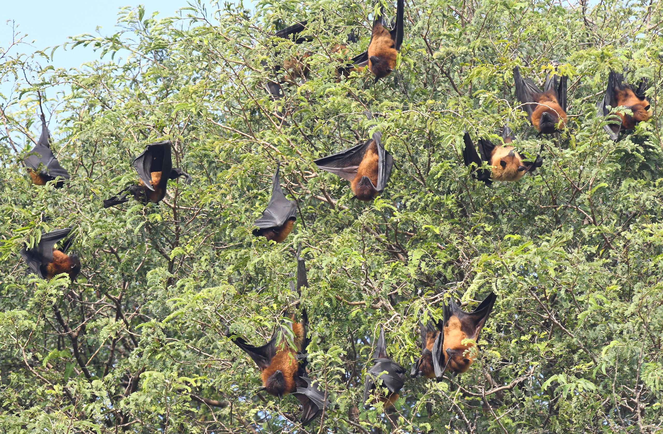 <p>A colony of giant fruit bats roosting in trees on a cold winter morning of December 2019 in Beawar, Rajasthan. (Image: Sumit Saraswat / Pacific Press / Alamy)</p>