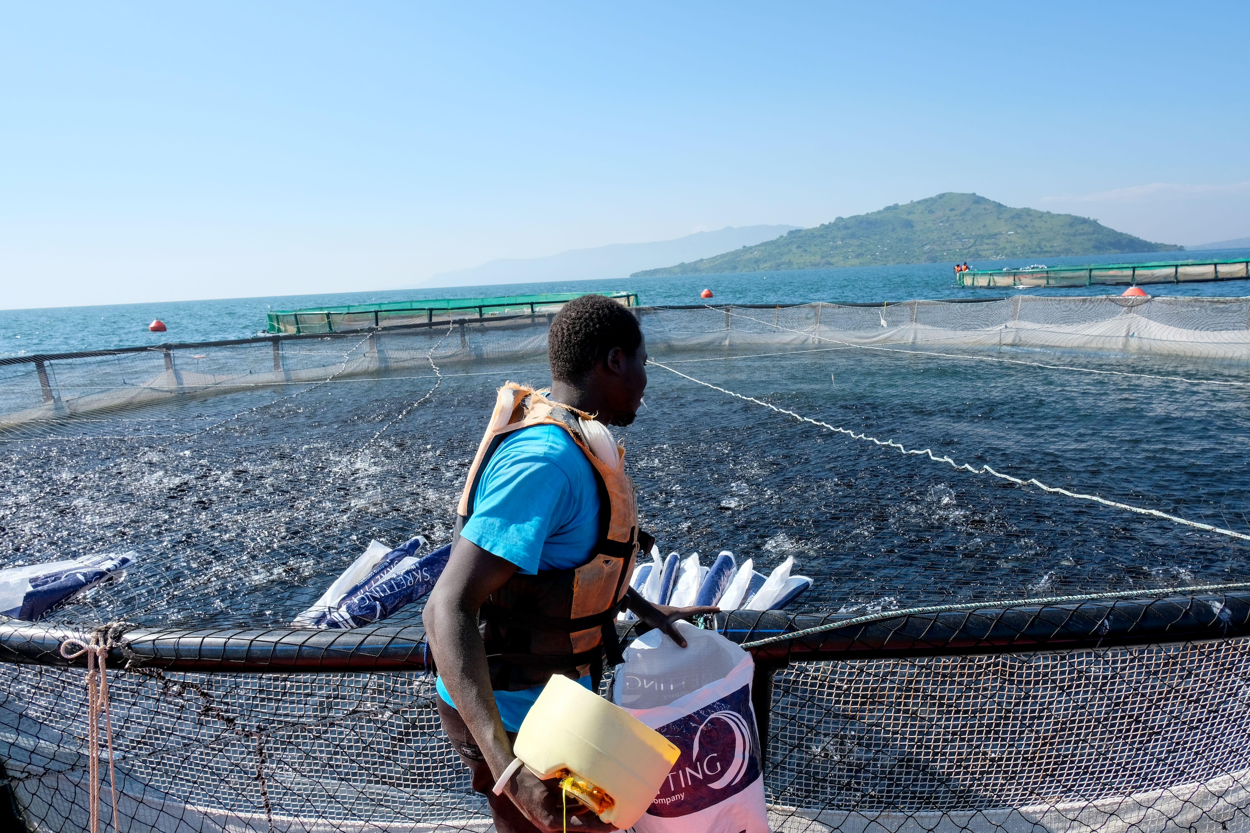 <p>A man feeding tilapia at a fish farm on Lake Victoria, Kenya. Because farmed fish are often fed on processed fish caught at sea, the rapid growth of the aquaculture industry has put pressure on wild fish populations (Image: Africapics / Alamy)</p>