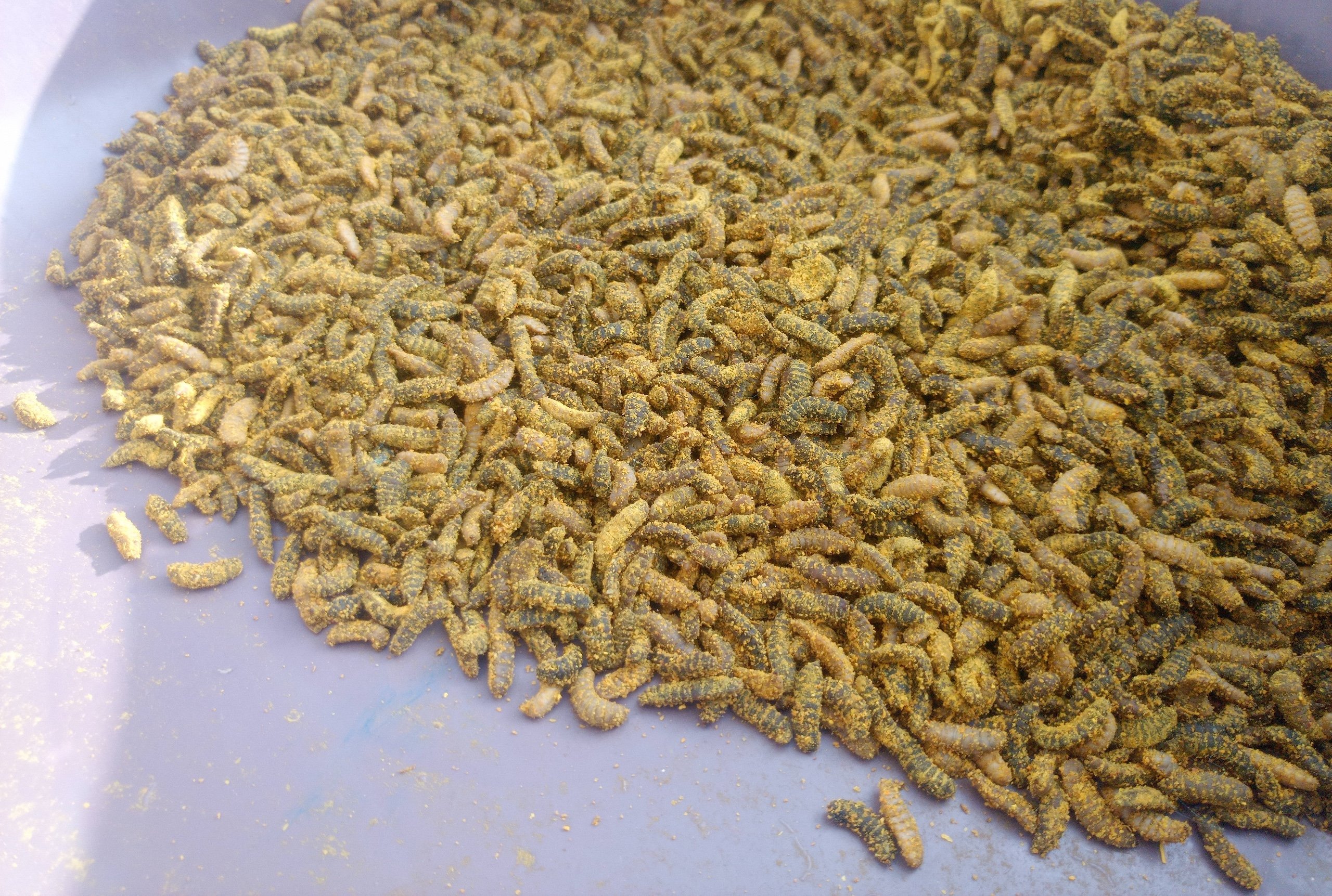 A pile of yellow colored black soldier fly larvae