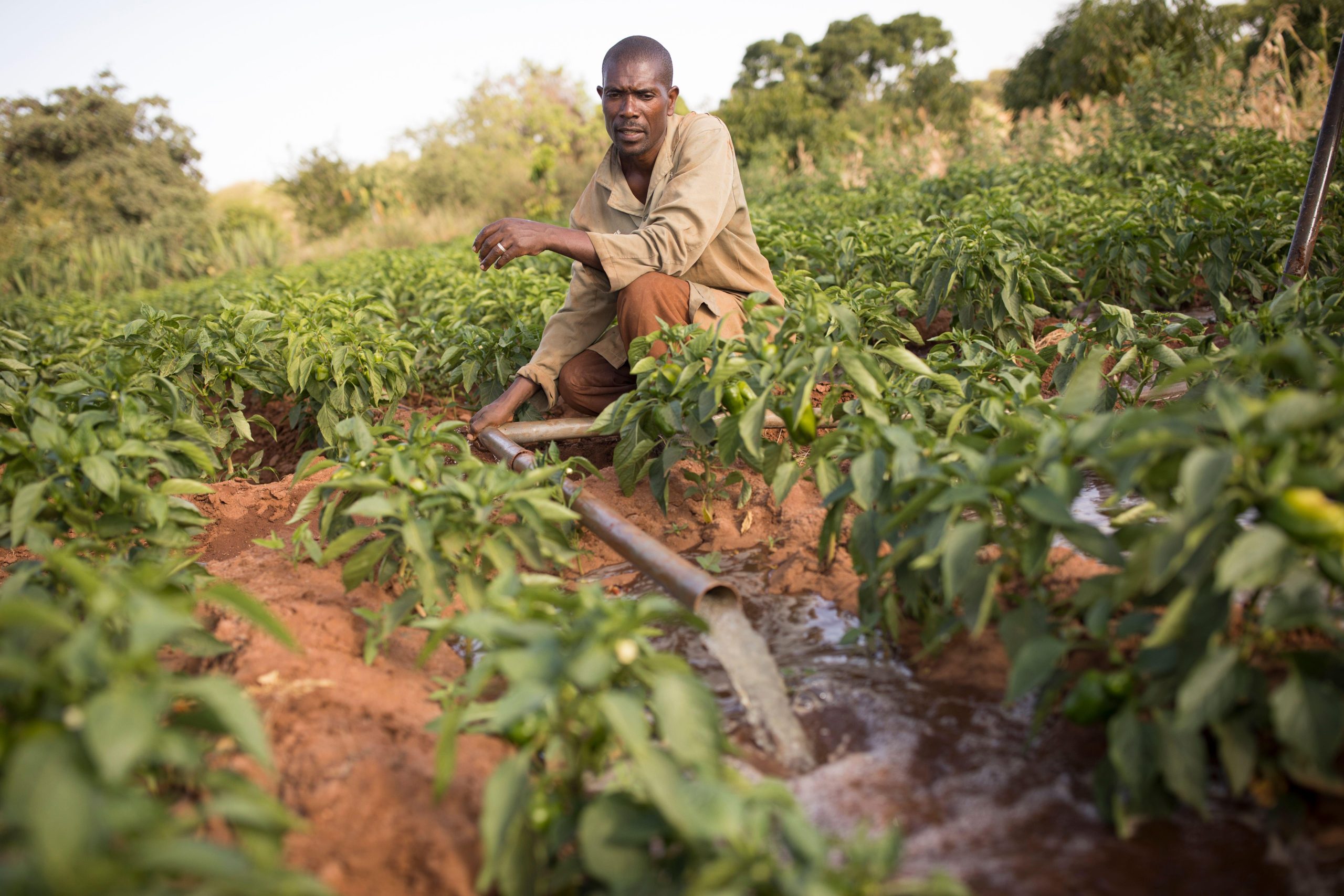 <p>A farmer in Makueni County waters his crops with a generator-powered water pump. The under-construction Thwake dam promises to deliver a steady supply of water, and thus food security, to this part of southern Kenya (Image: Jake Lyell / Alamy)</p>