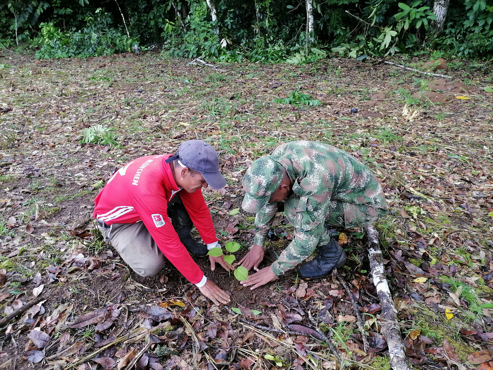 two squatting men patting soil around seedling
