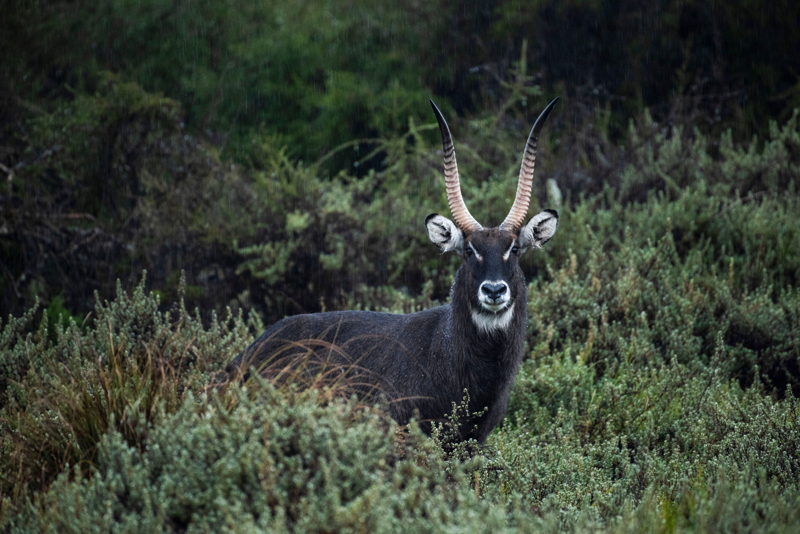 <p>The forests of the Aberdare Mountains are home to many species, including the waterbuck (Image: Alamy)</p>