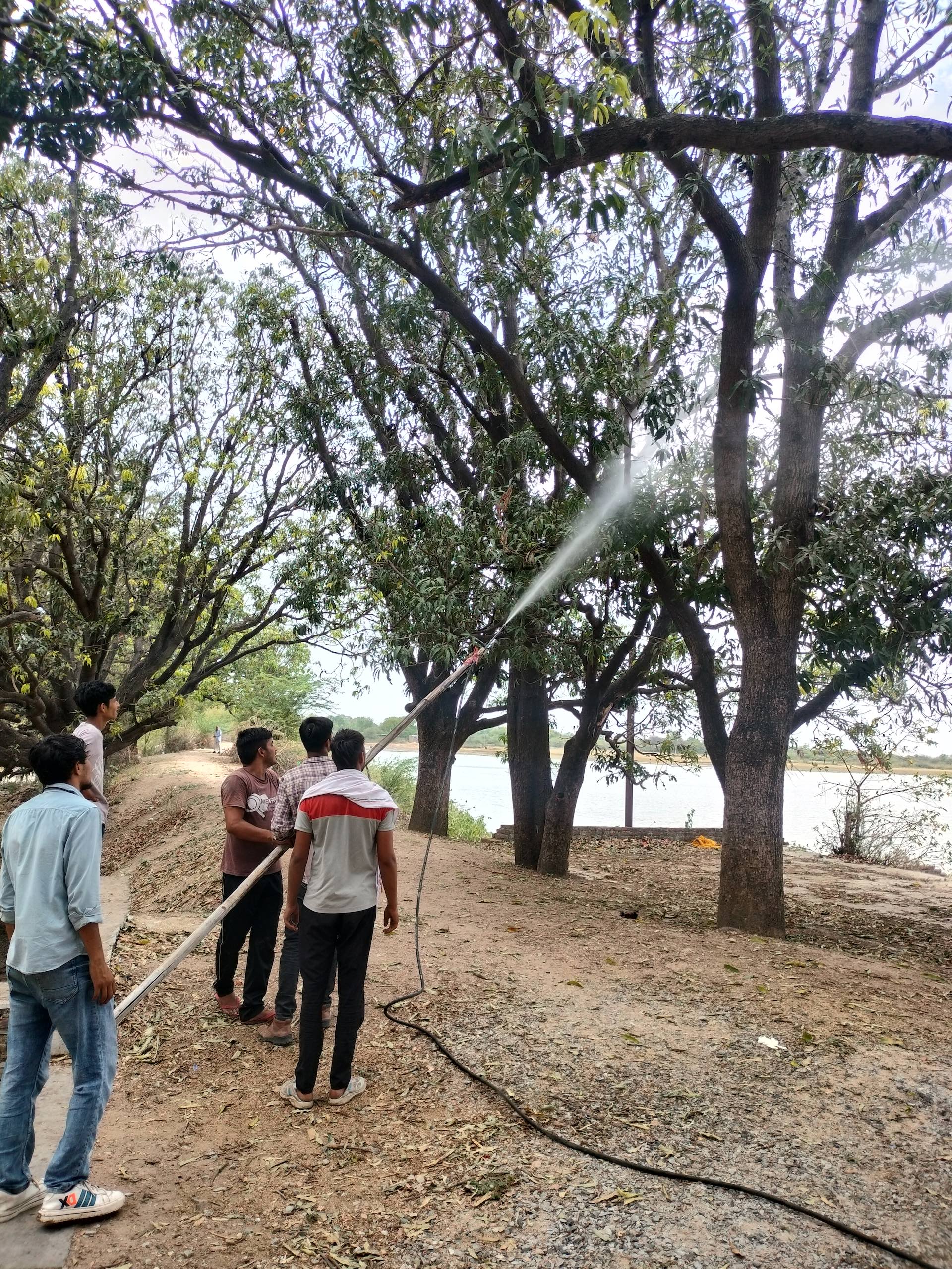 Three people using a hose to water trees