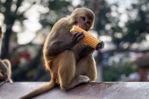 A rhesus macaque eating an ear of maize