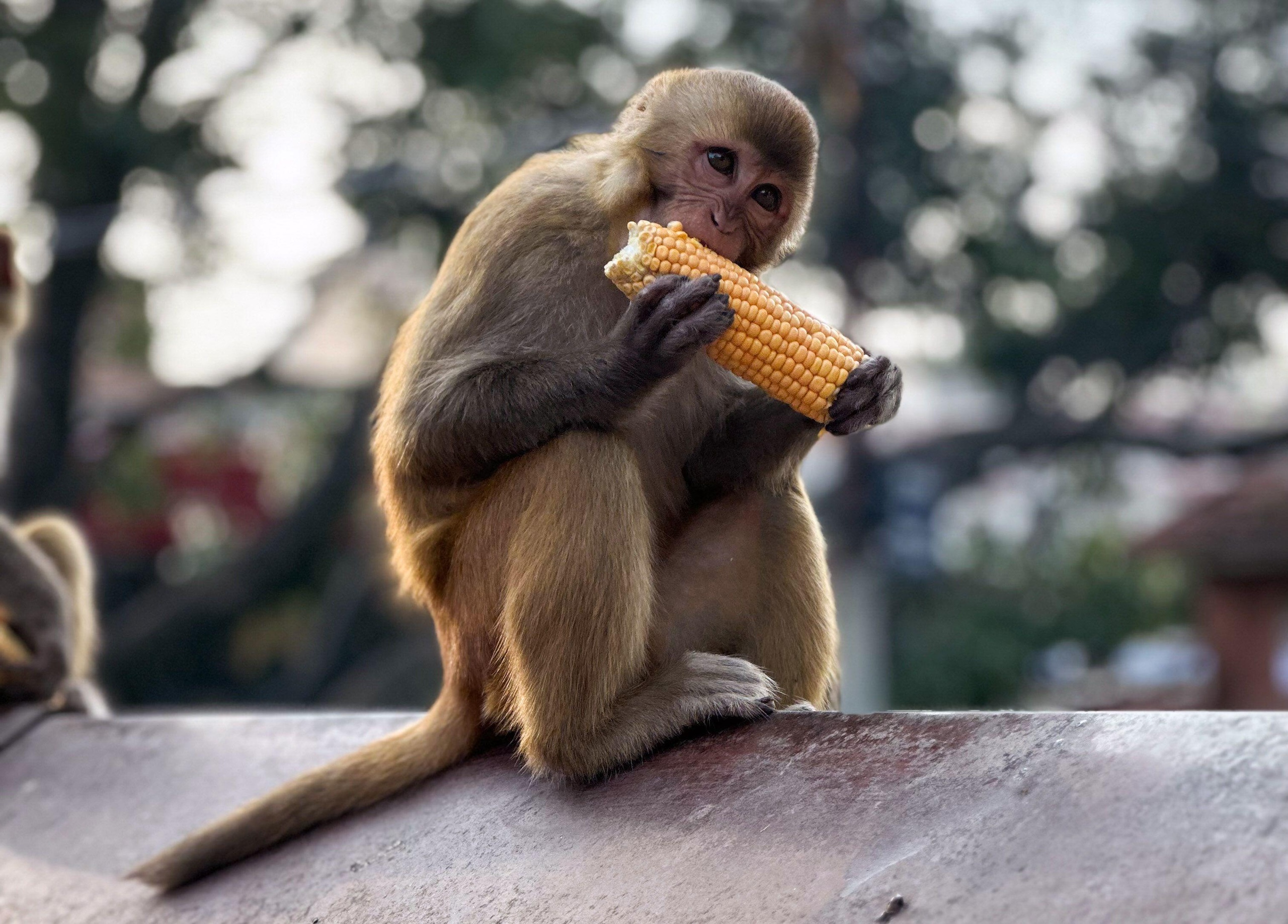 <p>Nepal’s rhesus macaques love maize and other crops, but their foraging means that poor farmers are losing much-needed income (Image: Alamy)</p>