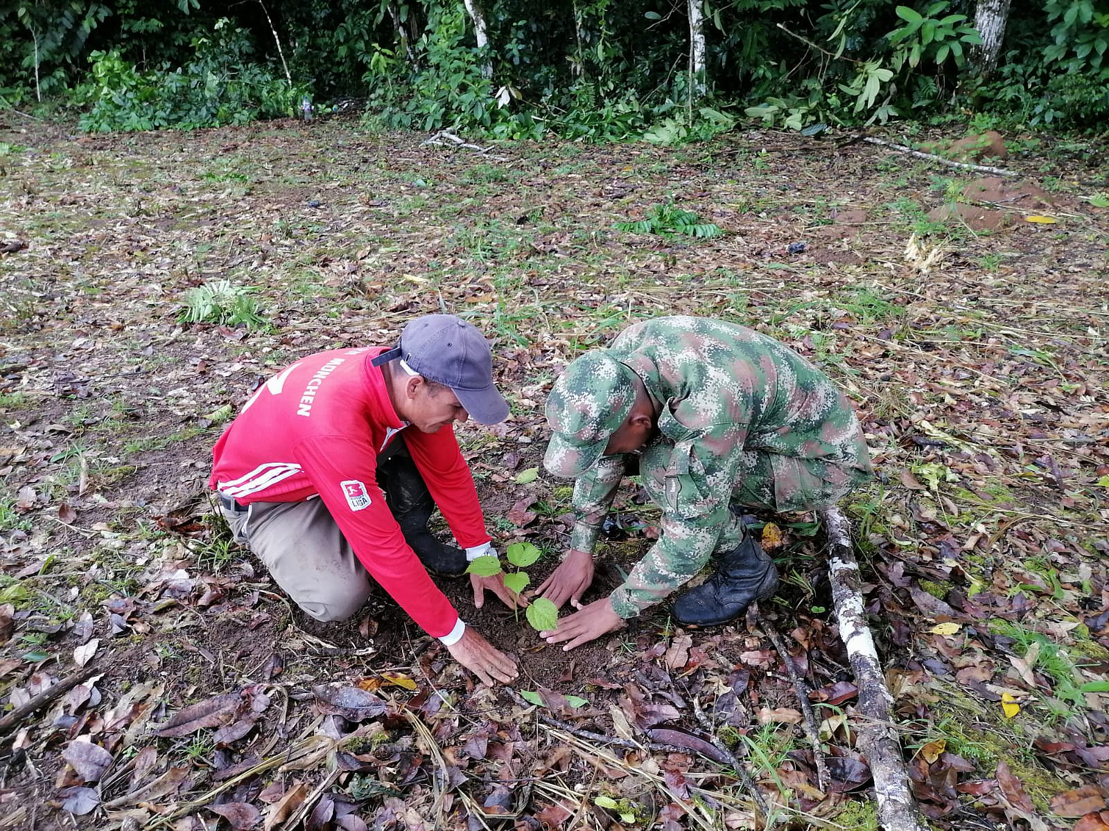Maximino Morales (à esquerda), agricultor colombiano que costumava cultivar folha de coca, planta uma muda de pau-de-balsa ao lado de um militar