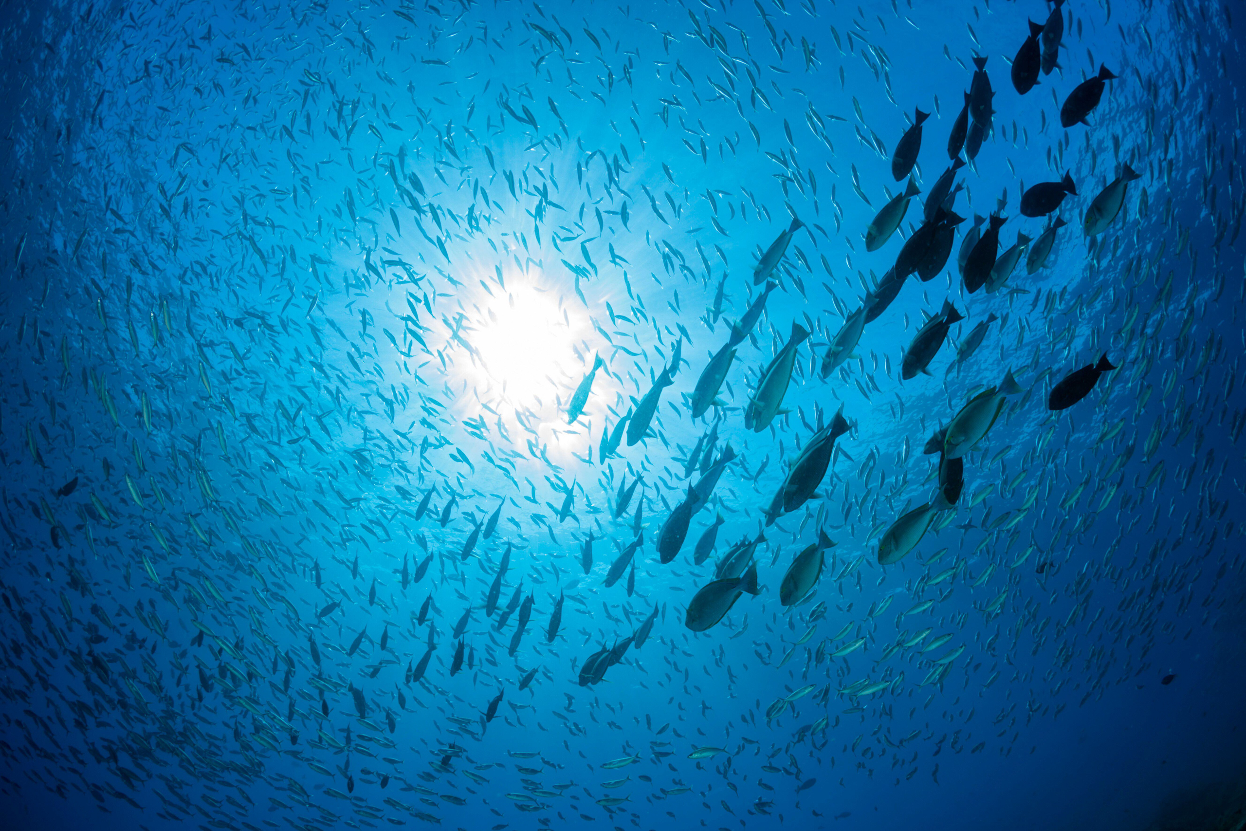 a school of fish in the ocean