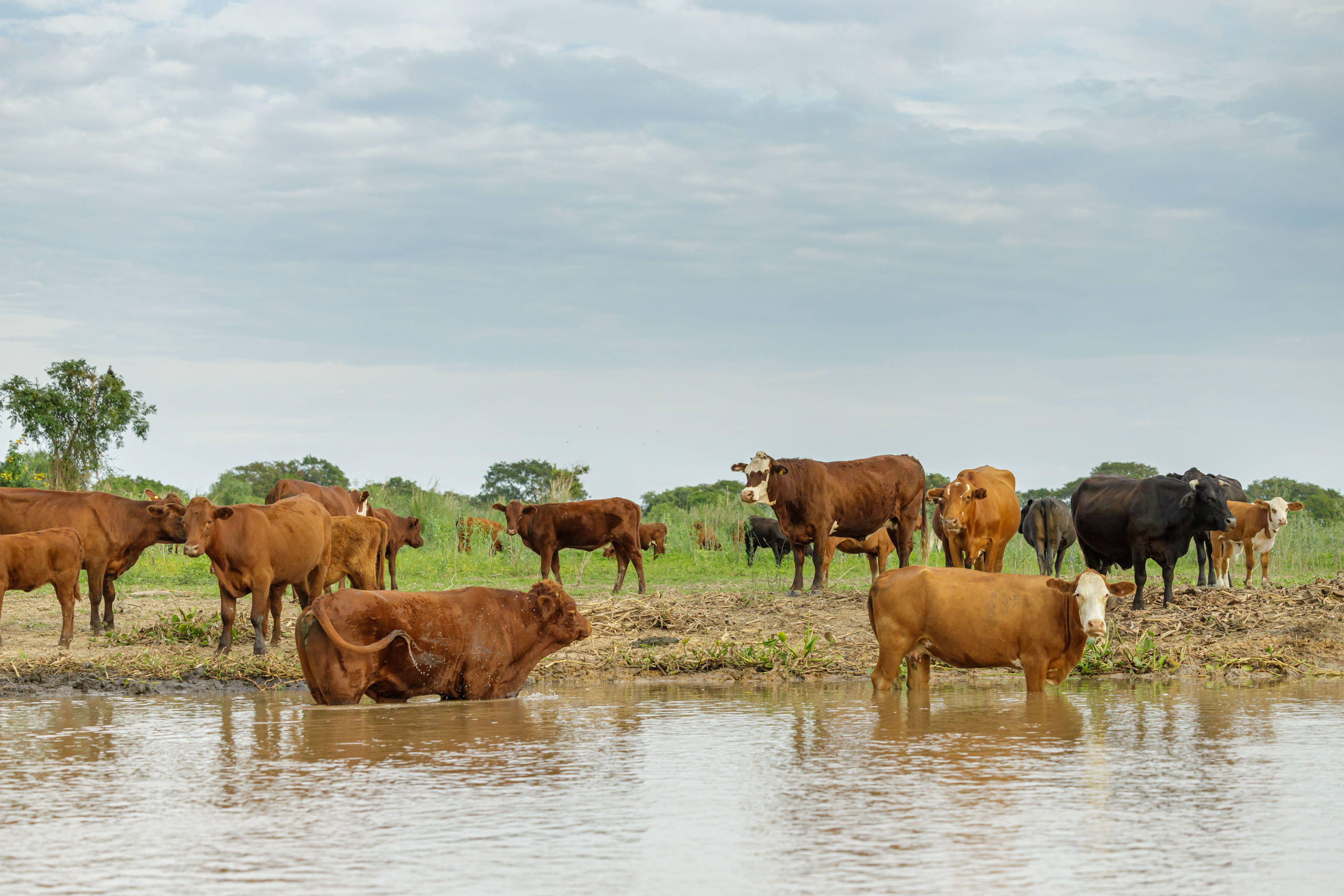 Vacas marrones en la orilla de un río 