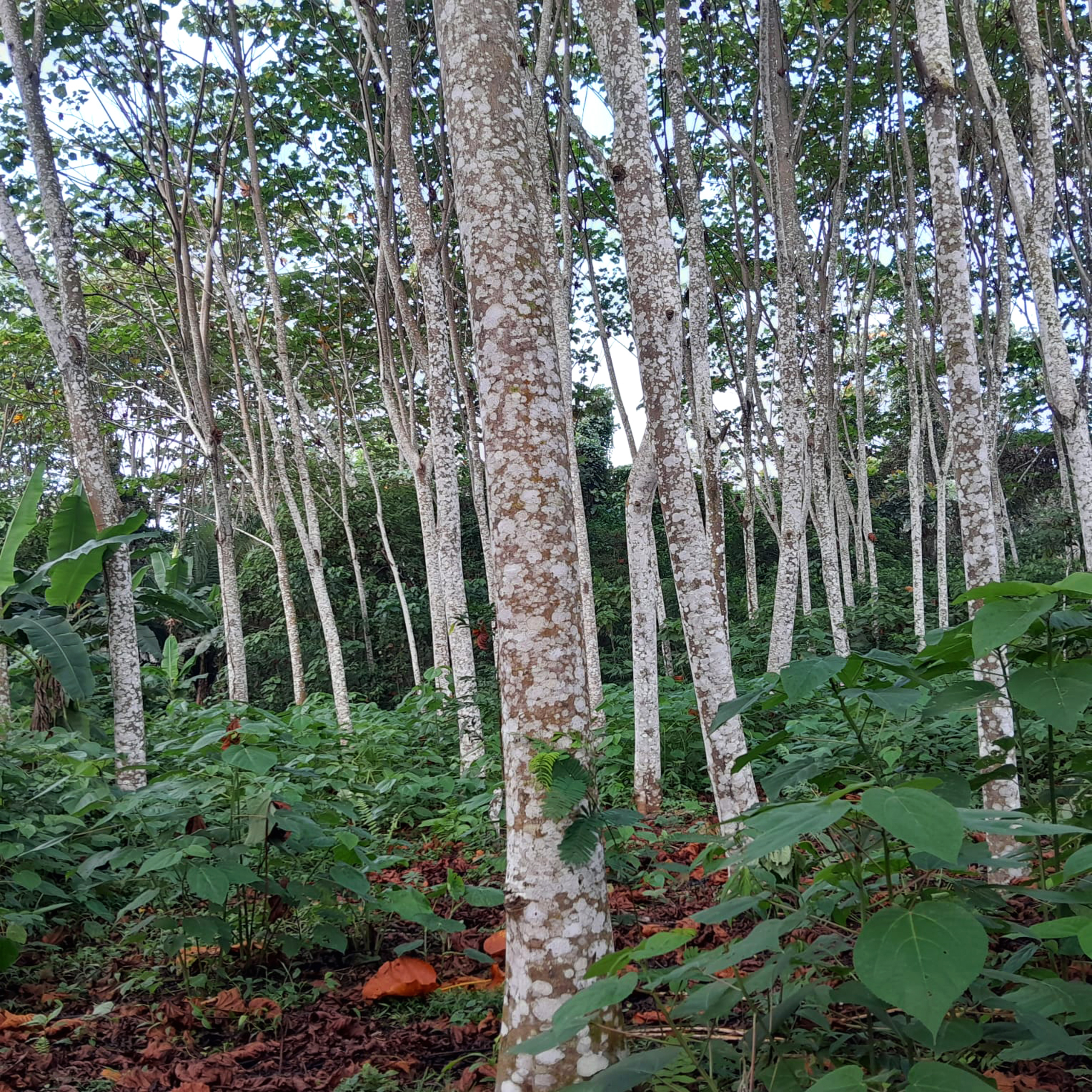 group of white barked balsa trees