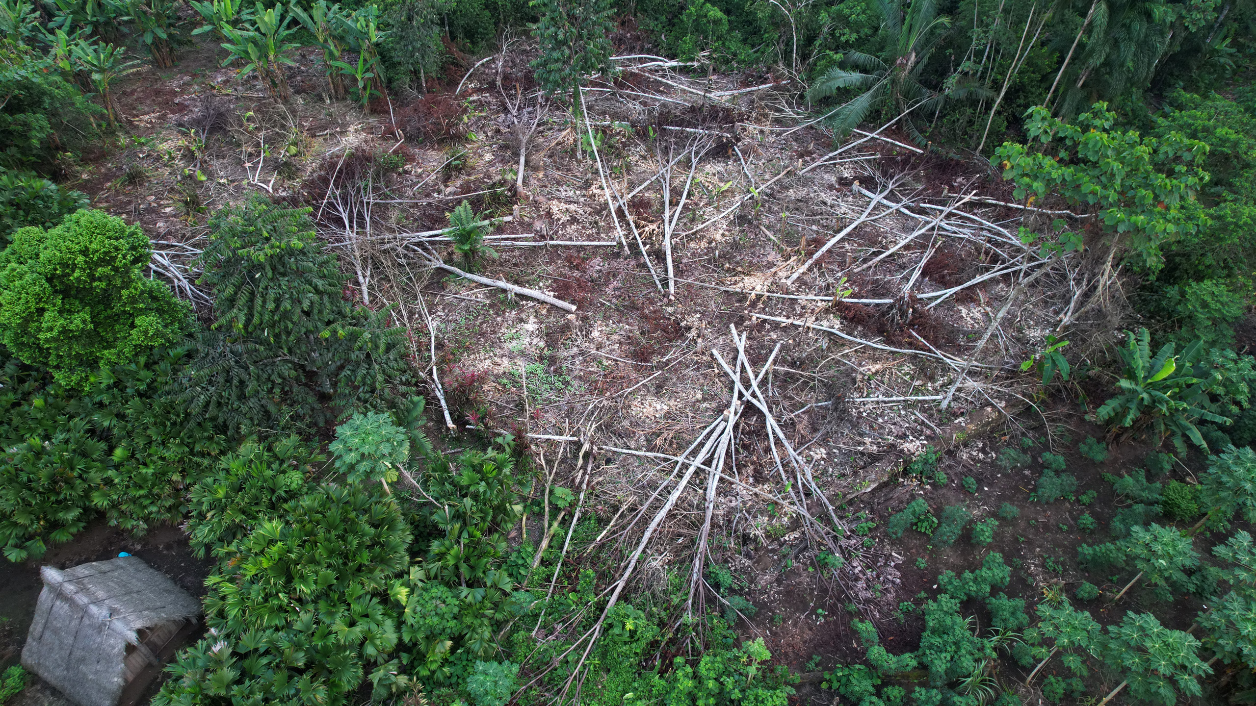 vista aérea de una zona forestal talada y rodeada de árboles verdes 