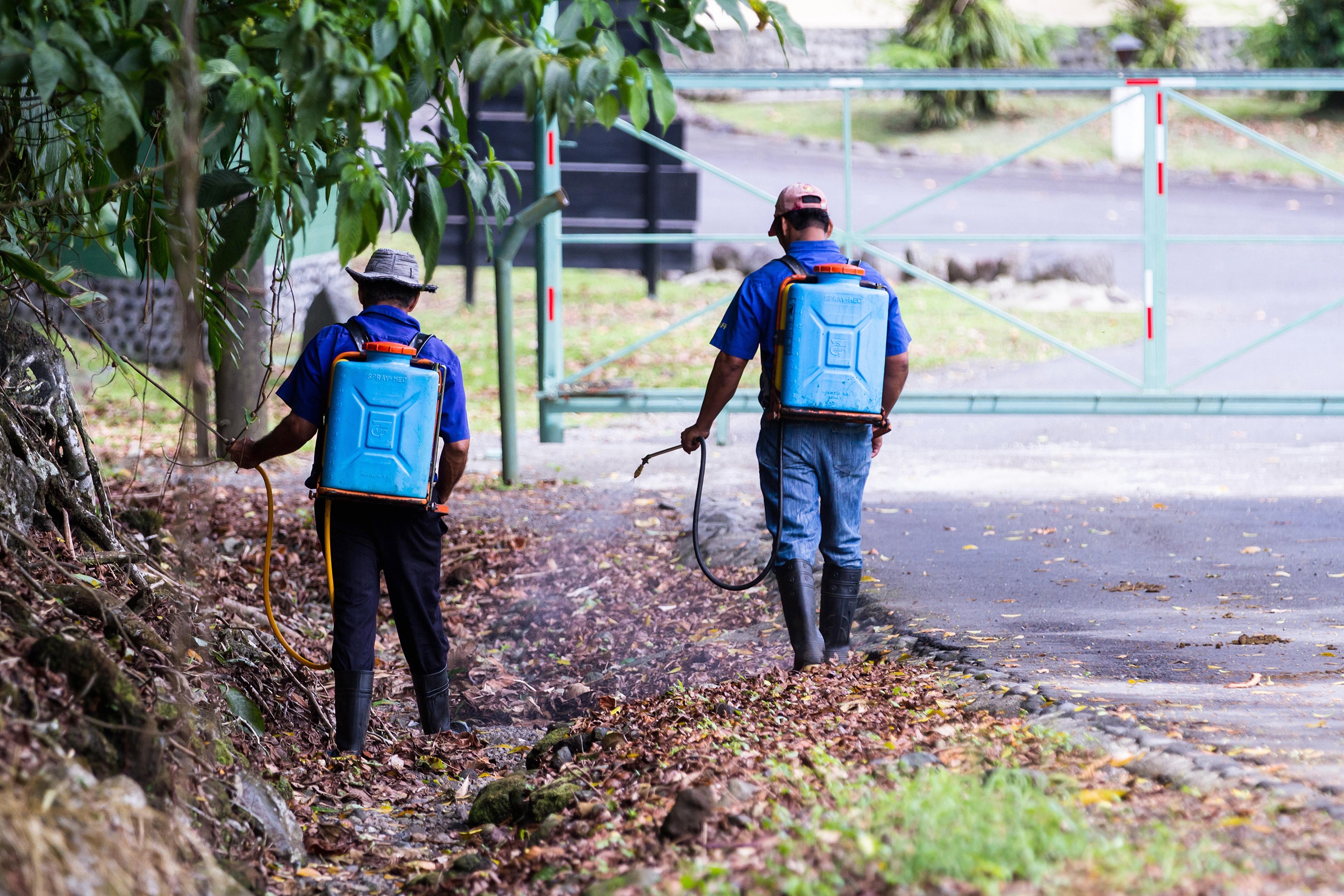Two people wearing plastic tubs on their backs spray pesticide on the side of a road