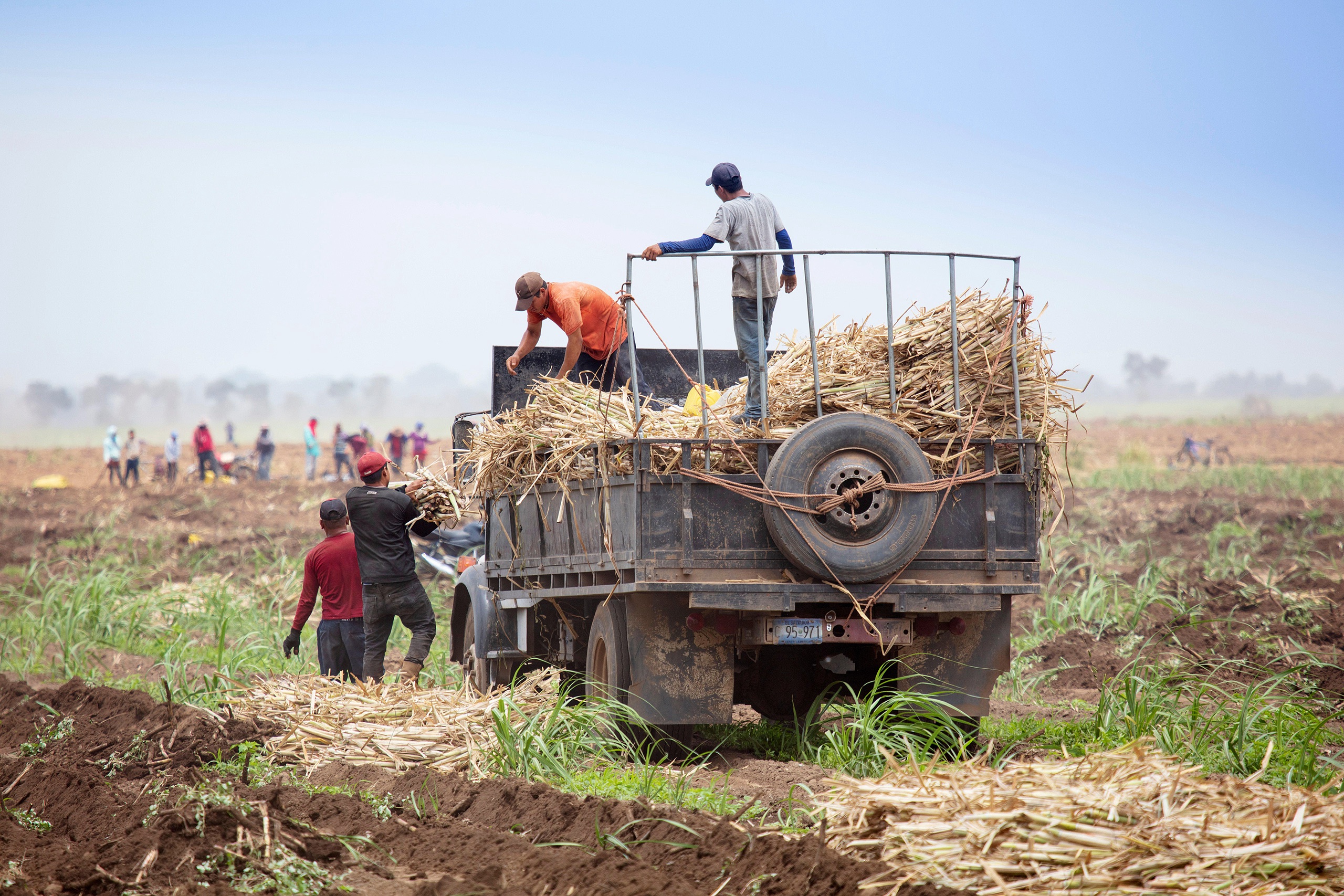 Farm workers pile sugarcane into the back of a truck