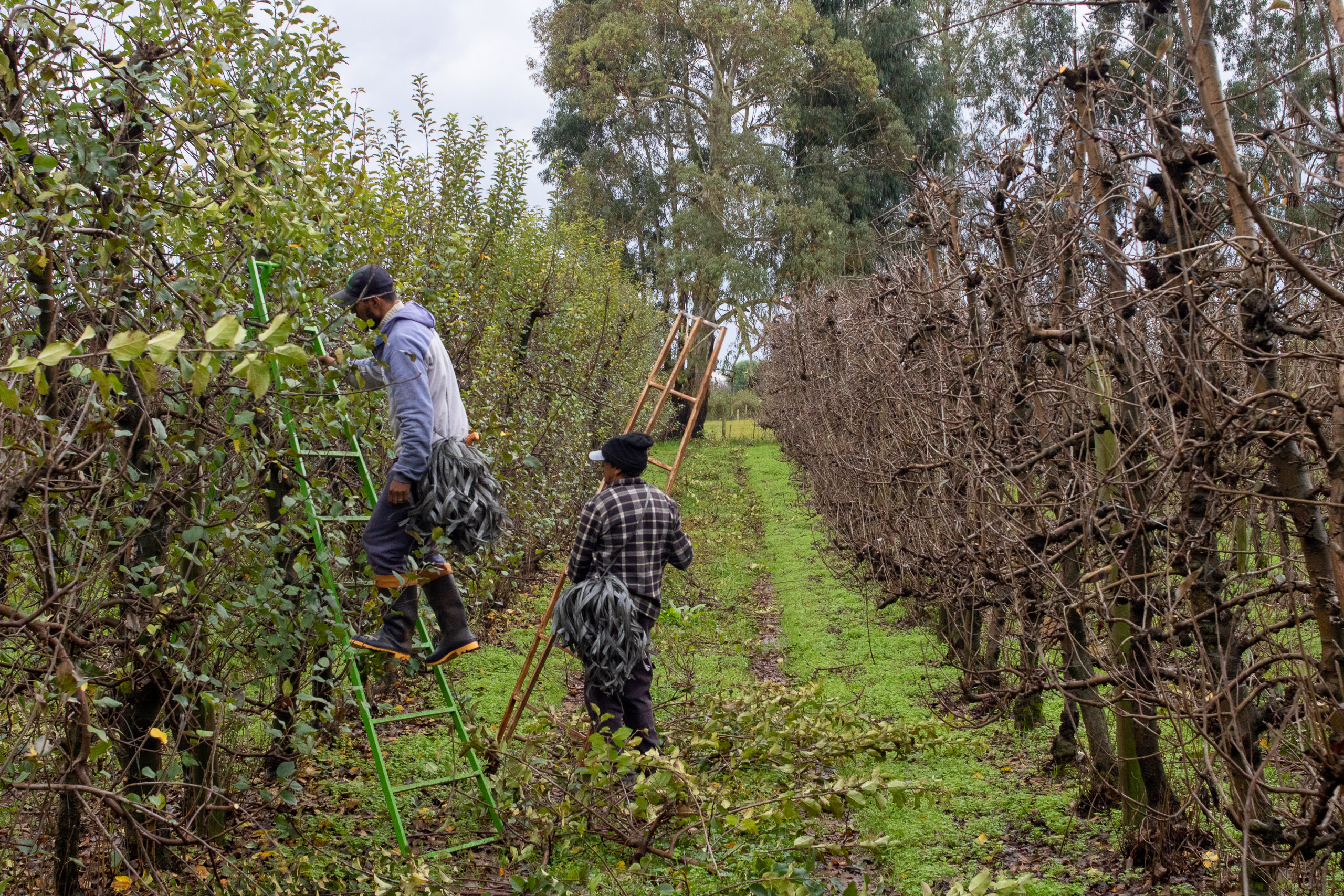 two men with ladders among rows of bare apple trees