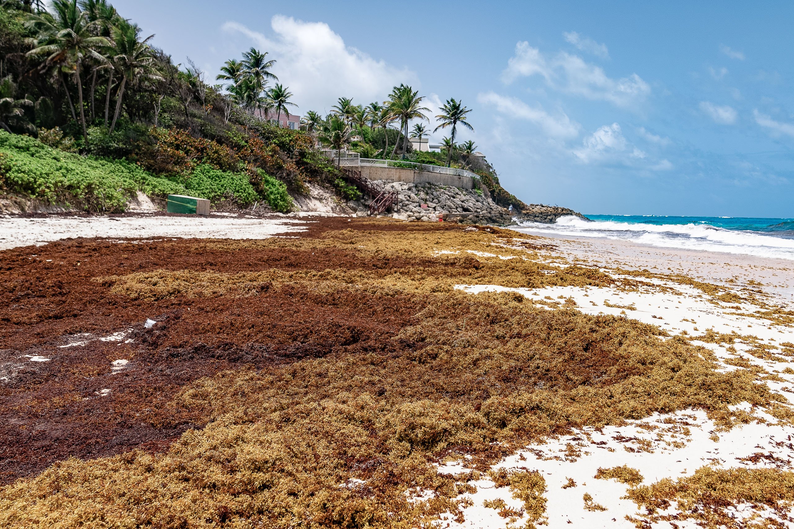 <p>Crane Beach, praia turística no sudeste de Barbados, tenta lidar com o grande volume de sargaço que se acumula na faixa de areia (Imagem: <a href="https://lautaroisern.com/">Lautaro Isern</a> / Dialogue Earth)</p>