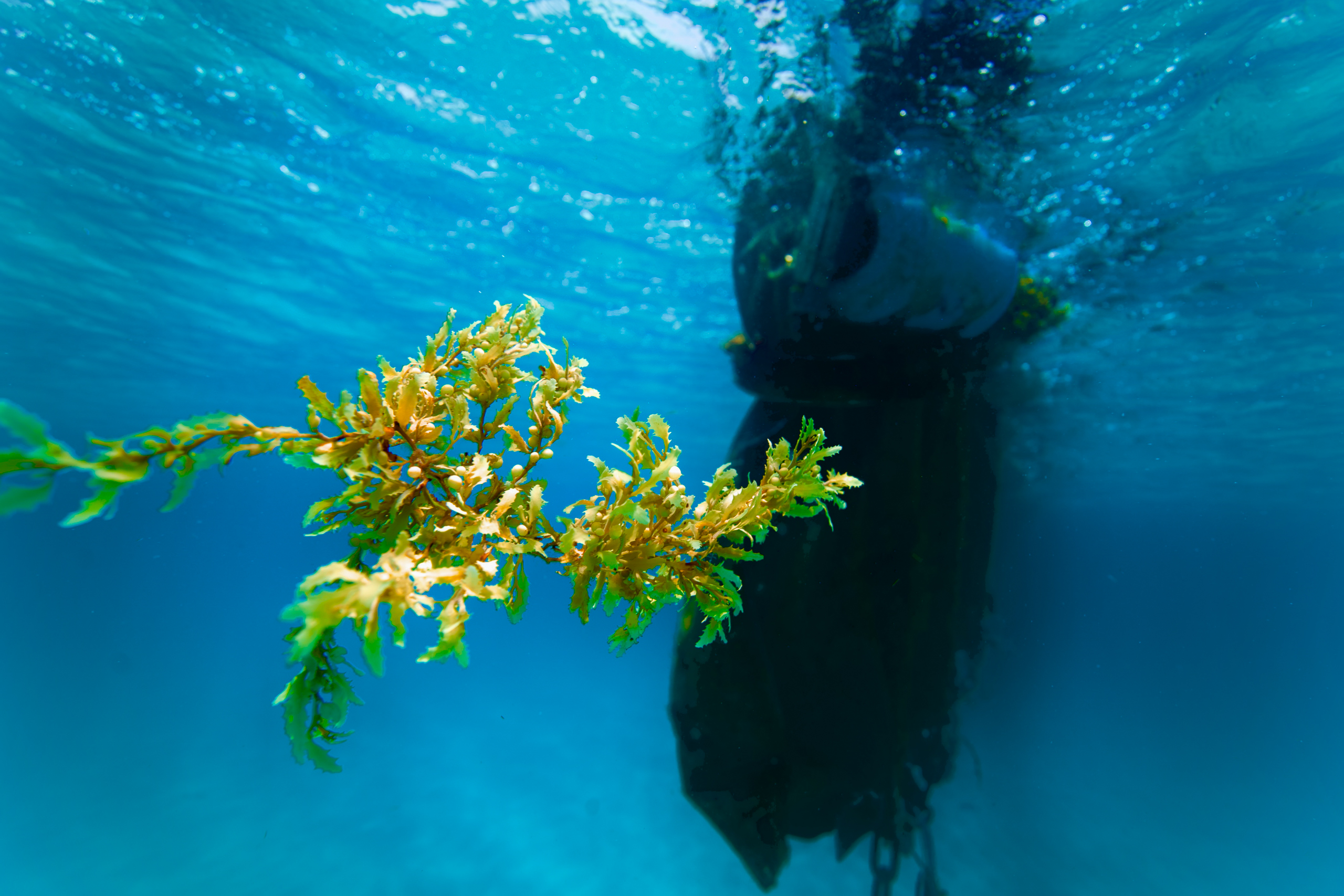 piece of sargassum floating underwater
