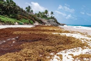 Una playa cubierta de sargazo, un alga marrón