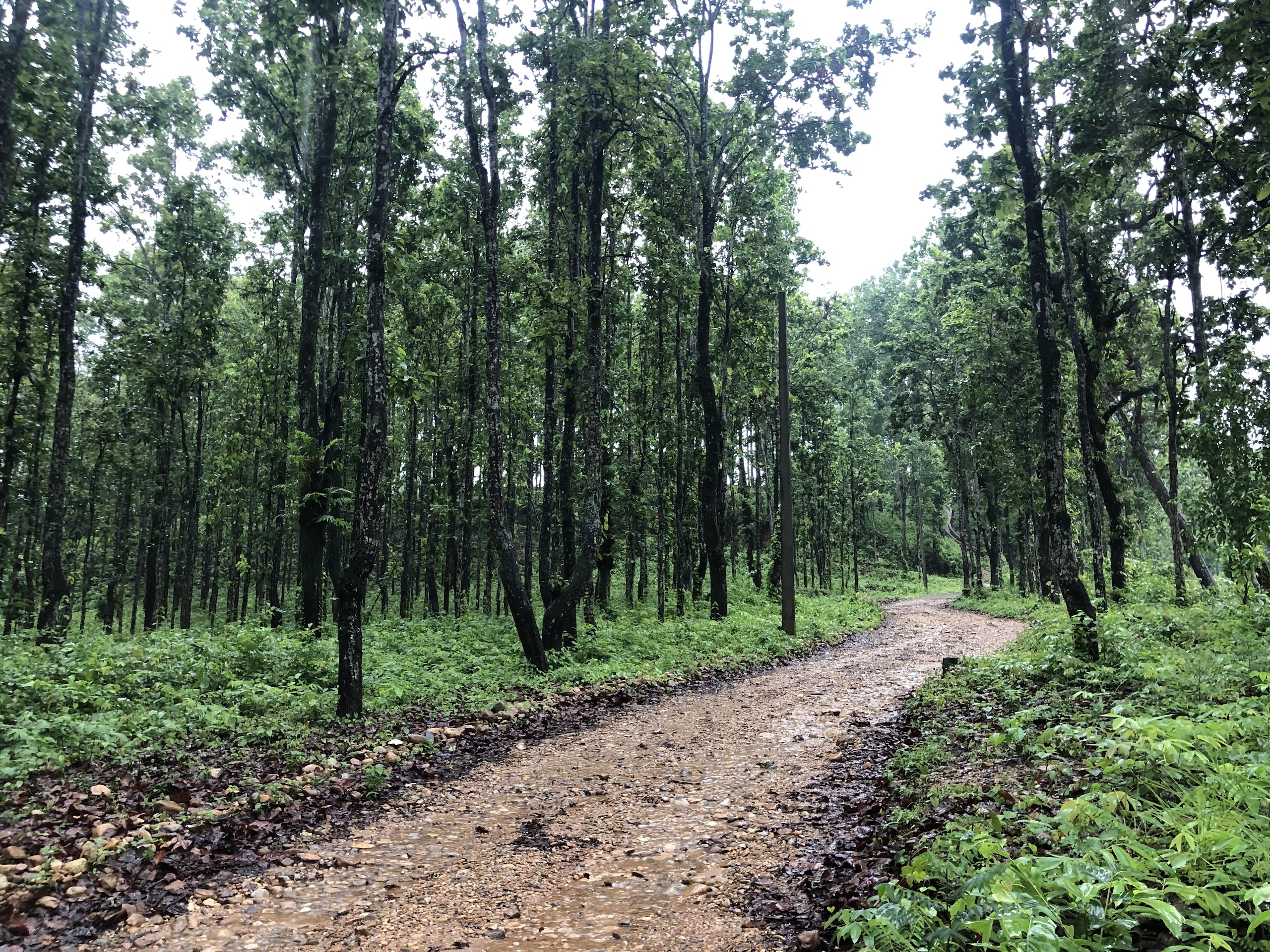 A dirt road winding through a dense forest