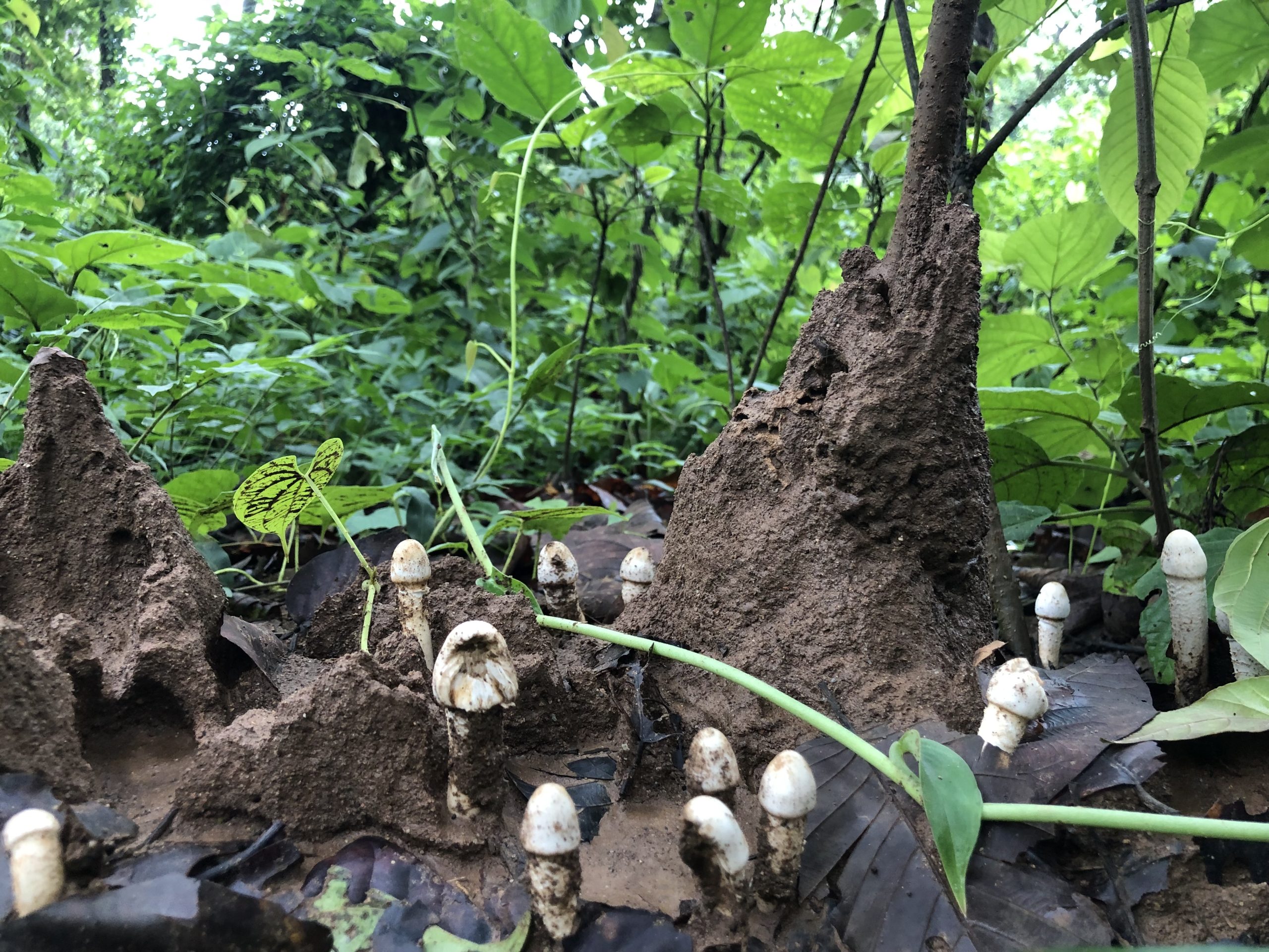 wild mushrooms sprouting from the forest floor