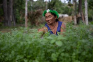 A woman wearing a green headdress tends to a vibrant field