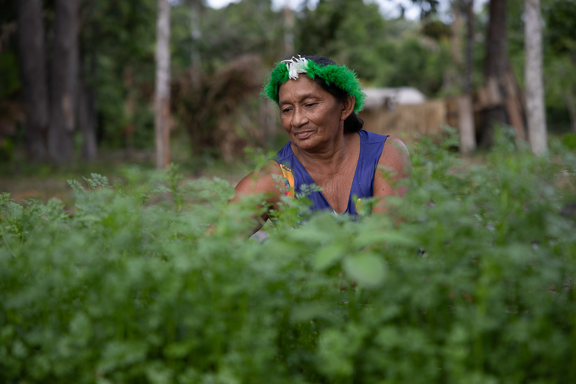 <p>Rosa da Silva Marques, cacica do povo Sateré Mawé, cuida de sua plantação próxima ao rio Anebá, no estado brasileiro do Amazonas. Indígenas denunciam não terem sido consultados previamente sobre um novo projeto de petróleo e gás na área — direito previsto pelo Acordo de Escazú, ainda não ratificado pelo Brasil (Imagem: <a href="https://flic.kr/p/2pzw9vs">Bruno Kelly</a> / <a href="https://flickr.com/people/amazoniareal/">Amazônia Real</a>, <a href="https://creativecommons.org/licenses/by-nc-nd/2.0/">CC BY-NC-ND</a>)</p>