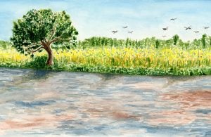 an illustration shows trees and grasses at the river side