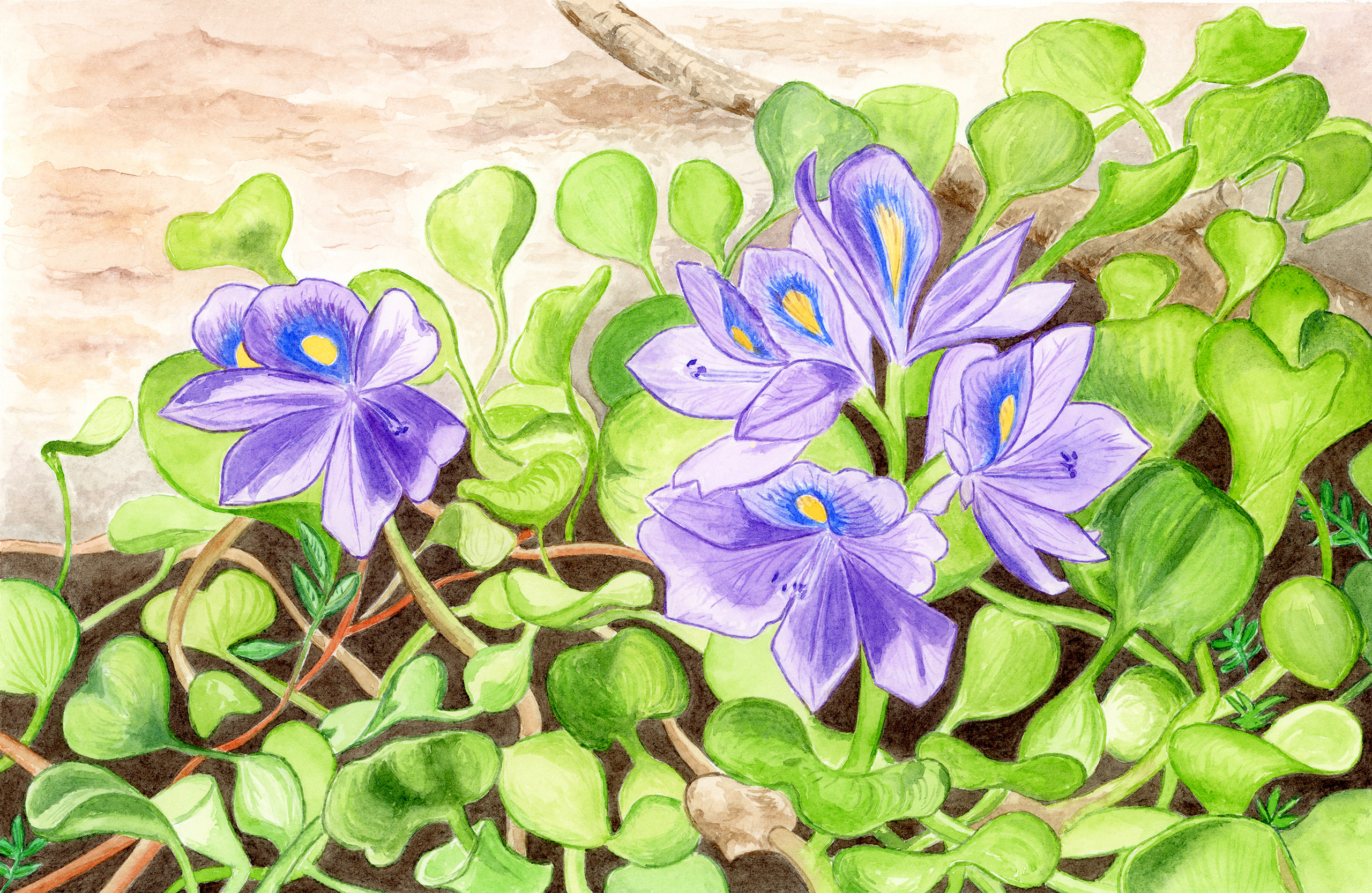 an illustration shows flora of the Paraná River