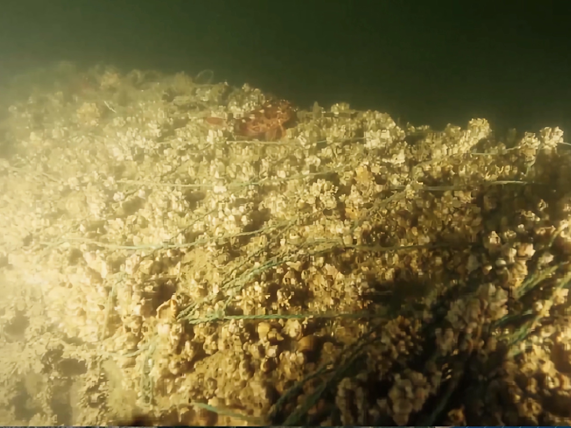 A trawl net discarded on a reef 