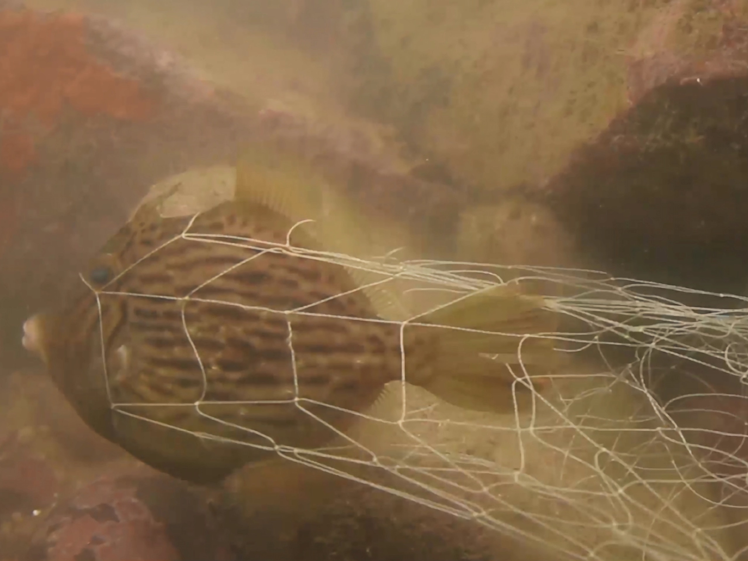 fish caught by an abandoned net in the water