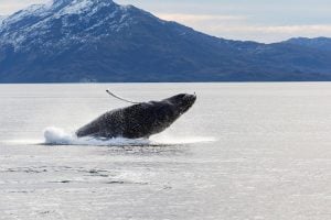 A humpback whale breaching out of water