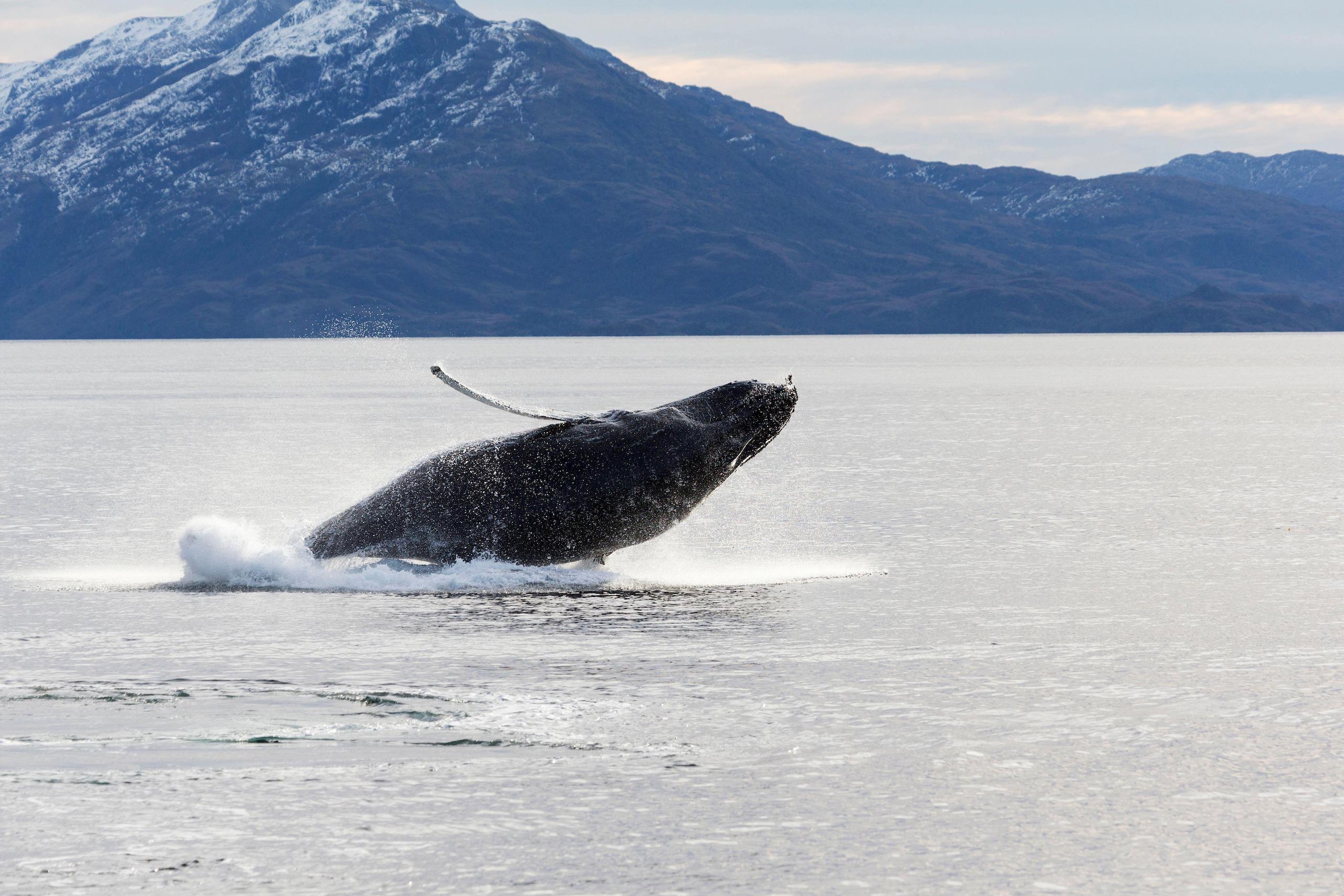 <p>A humpback whale breaching in Francisco Coloane Marine Park, Strait of Magellan, Chile (Image: Kristel Richard / Nature Picture Library / Alamy)</p>