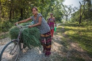 A woman transporting grass on the bicycle