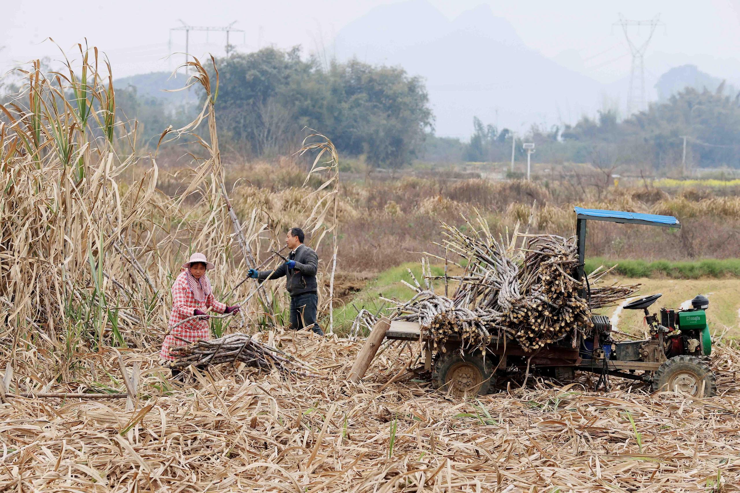 Farmers cutting sugarcane in a field