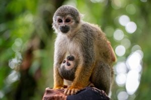 dos monos ardillas en una zona con vegetación verde