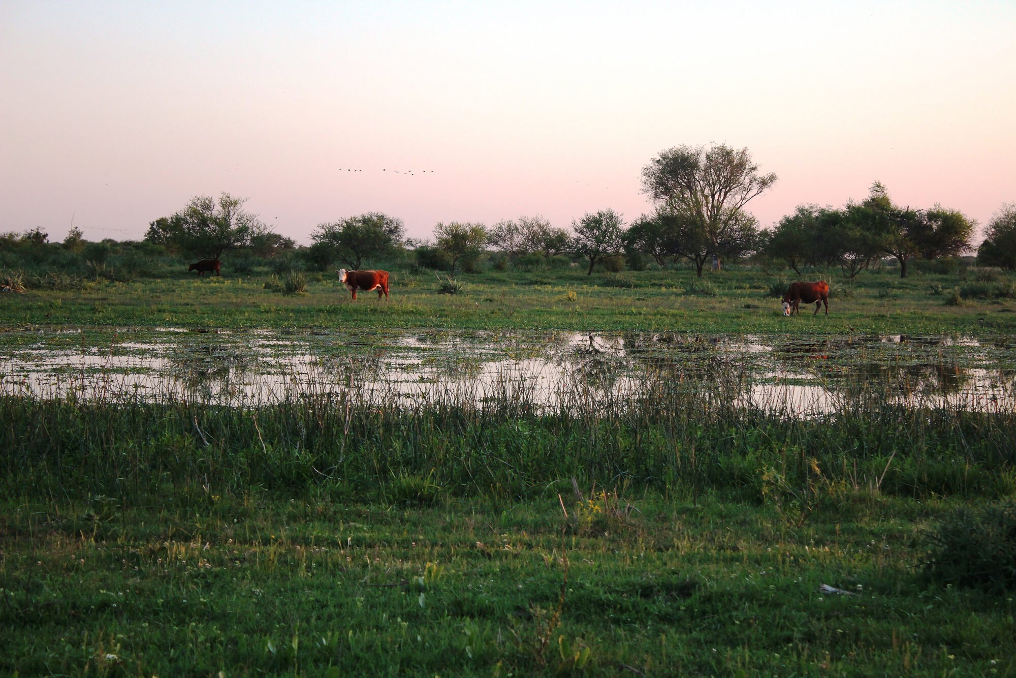 Rebanho bovino em área úmida do Delta do Paraná