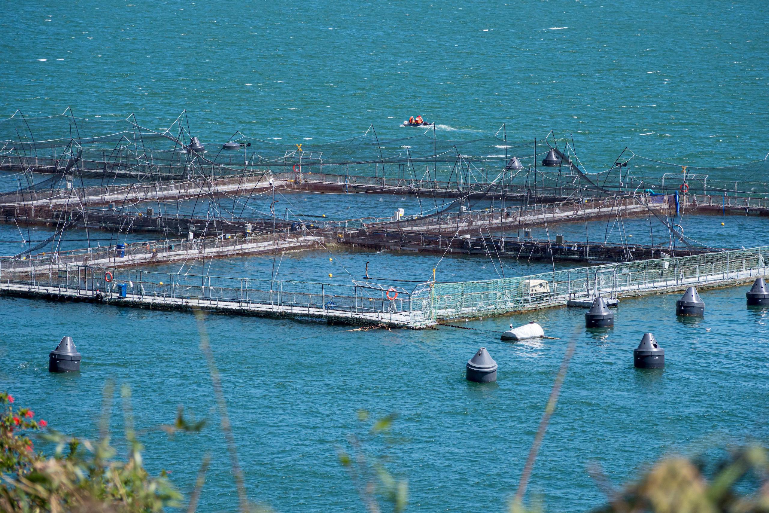 Piscifactoría de salmón en Puerto Montt, Chile