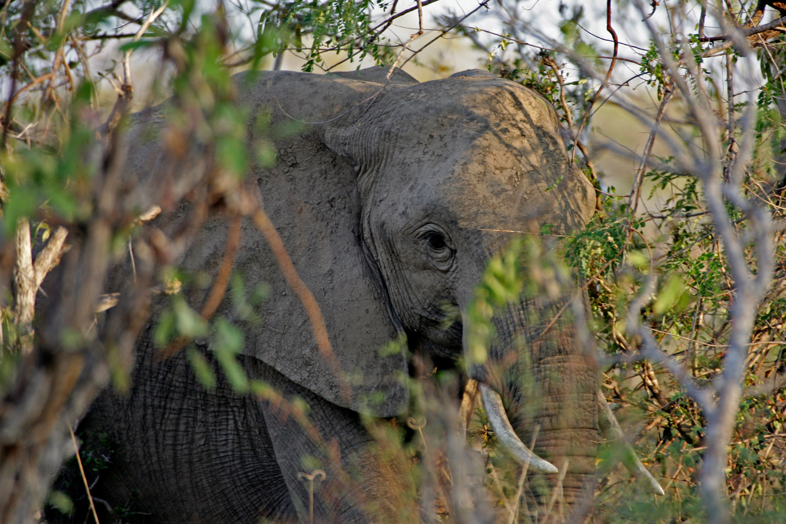 elephant hiding behind branches