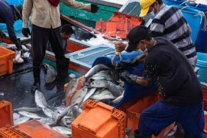 Workers dumping fish on the fishing boat