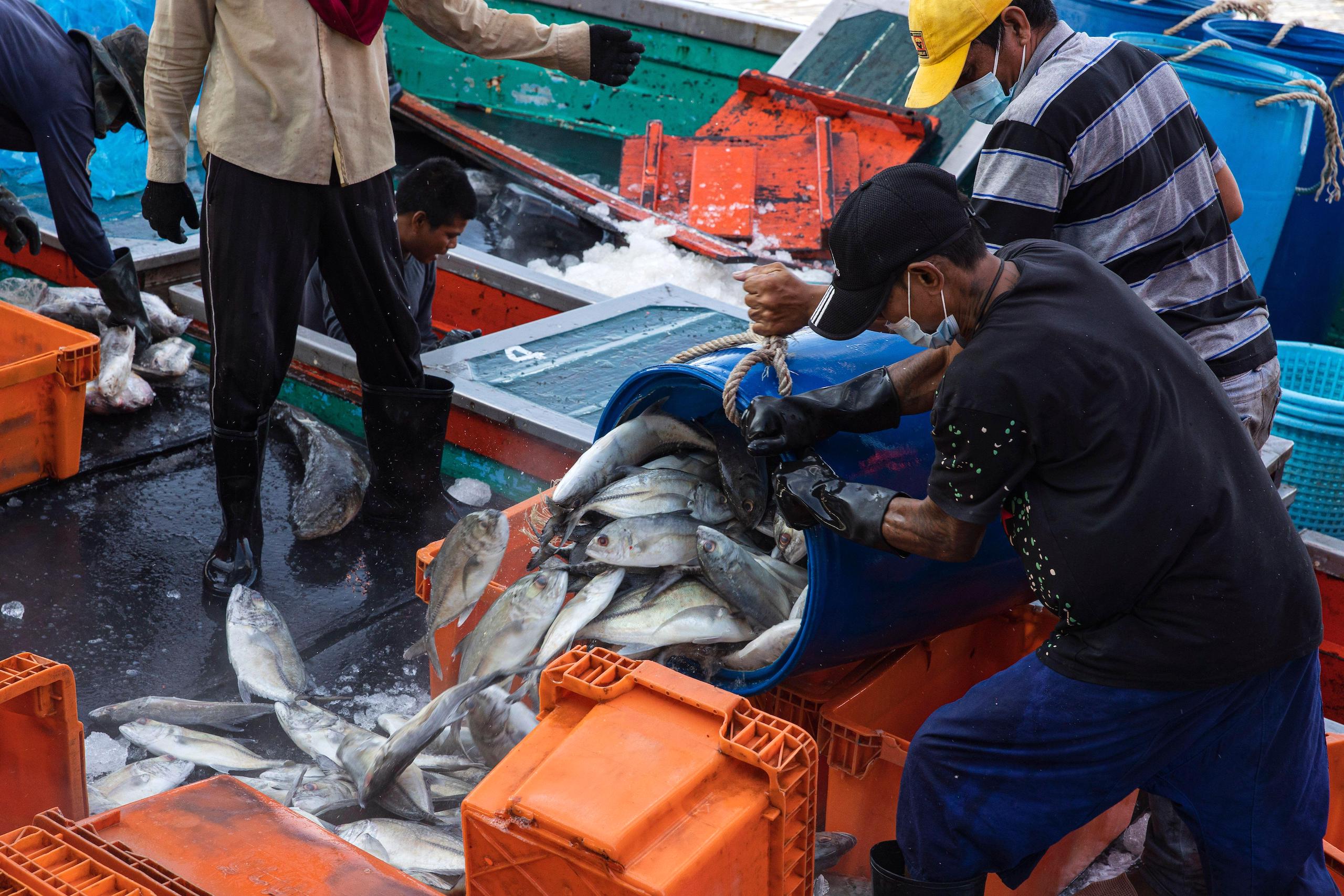 <p>Fishers bring their catch to Pattani fish market, southern Thailand. Thailand&#8217;s government says it needs to relax rules on fishing to help those in the industry, but critics fear environmental damage and human rights abuses may be another result (Image: SOPA / Alamy)</p>