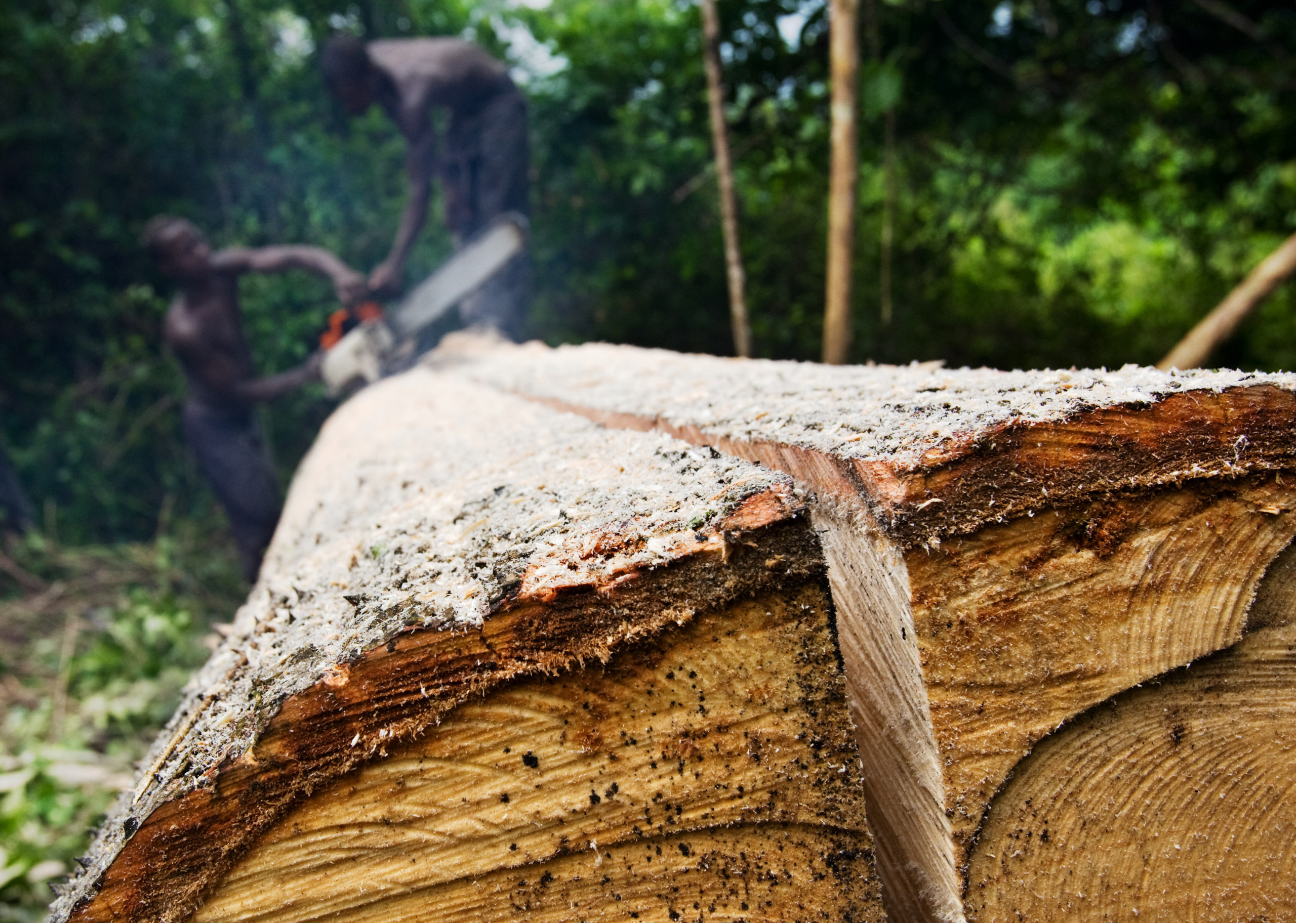 <p>Men cut boards from a felled ceiba tree in eastern Ghana (Image: Olivier Asselin / Alamy)</p>