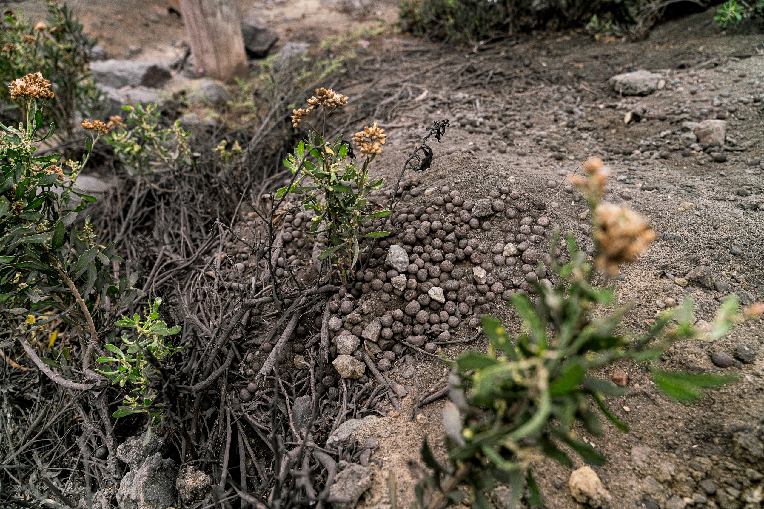 iron pellets on ground near vegetation