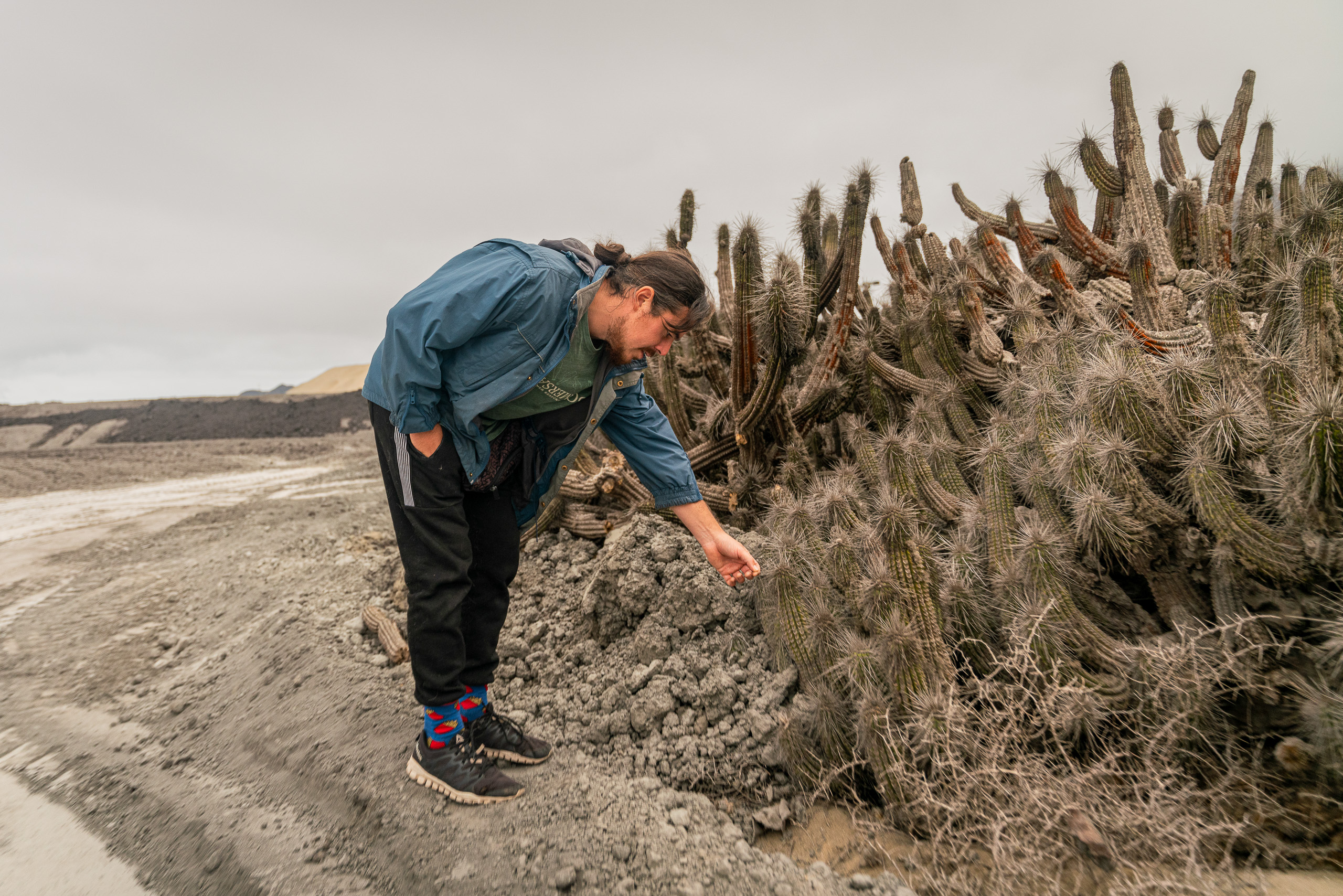 man touching cactus