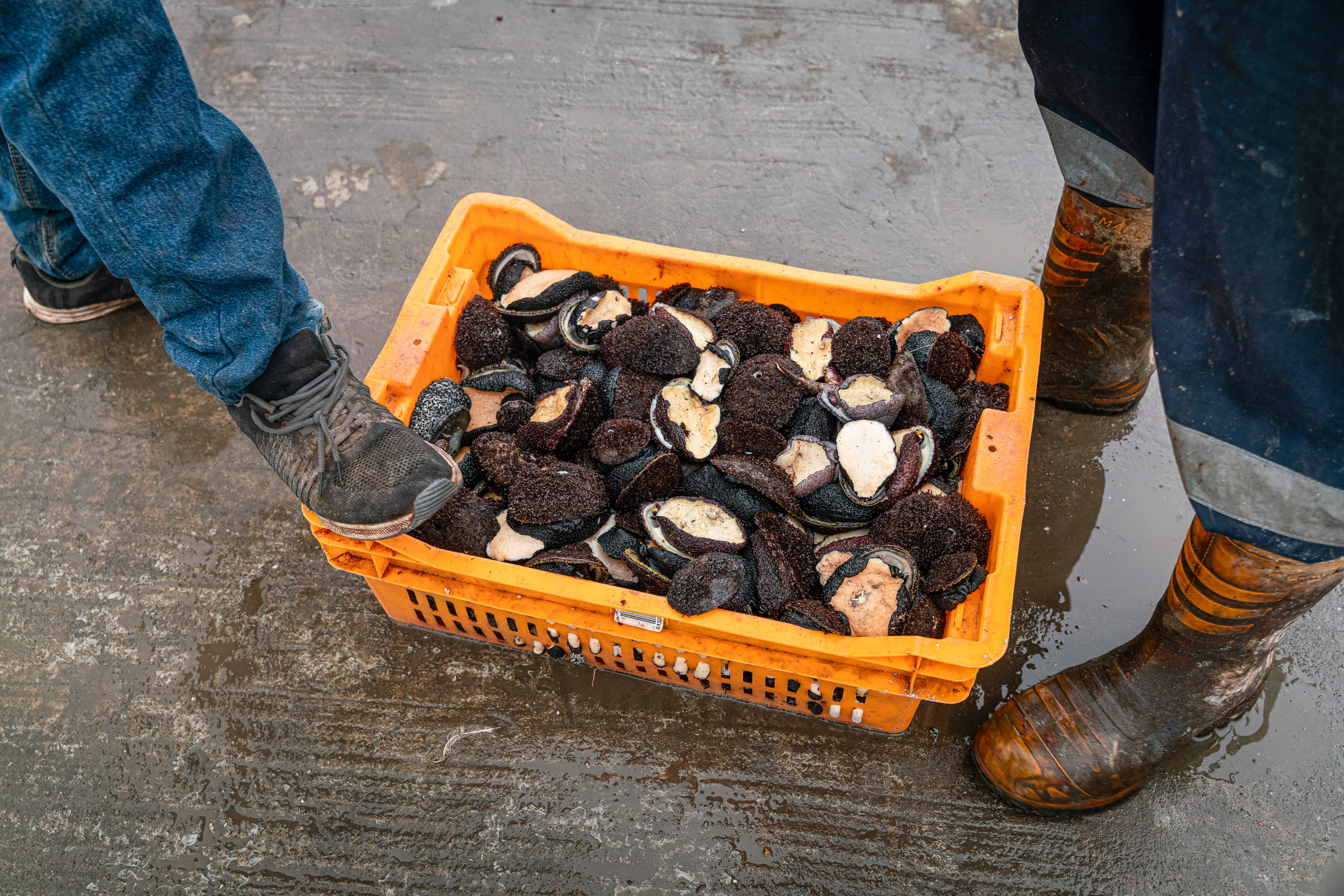 yellow plastic tub filled with marine molluscs